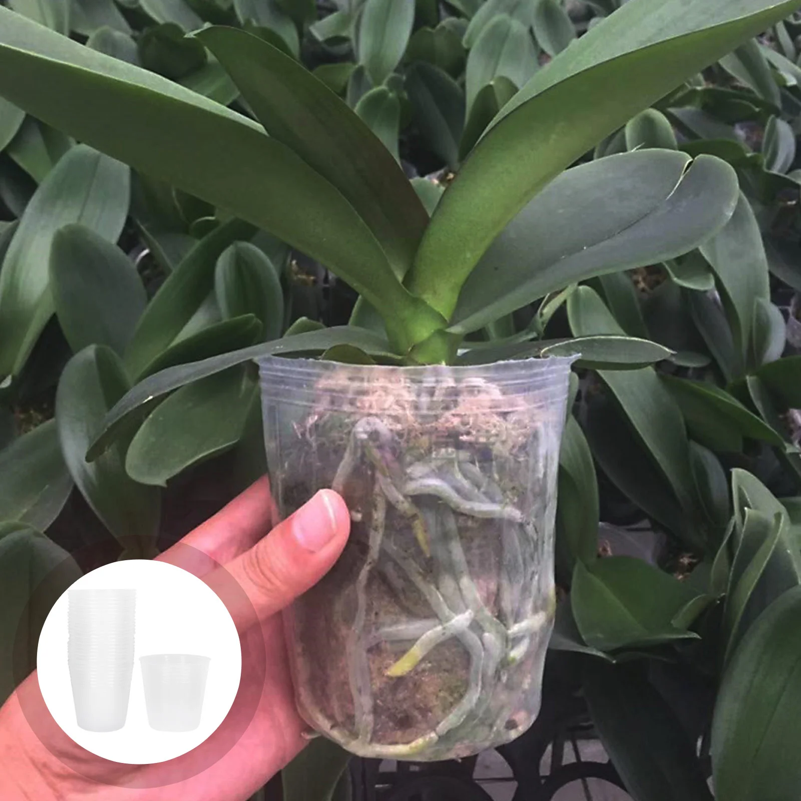 36 Pcs Transparent Nursery Cup Plant Planting Basin Nutrition Bowl Bonsai Pot Flower
36 Pcs Transparent Nursery Cup Plant Planting Basin Nutrition Bowl Bonsai Pot Flower