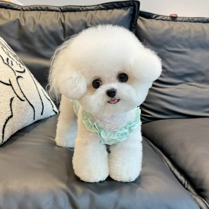 Cartoon Dog Sling Summer Korean Dog Clothes Small and Medium Dogs Breathable Vest Teddy Cake Pattern Short Sleeve
Cartoon Dog Sling Summer Korean Dog Clothes Small and Medium Dogs Breathable Vest Teddy Cake Pattern Short Sleeve