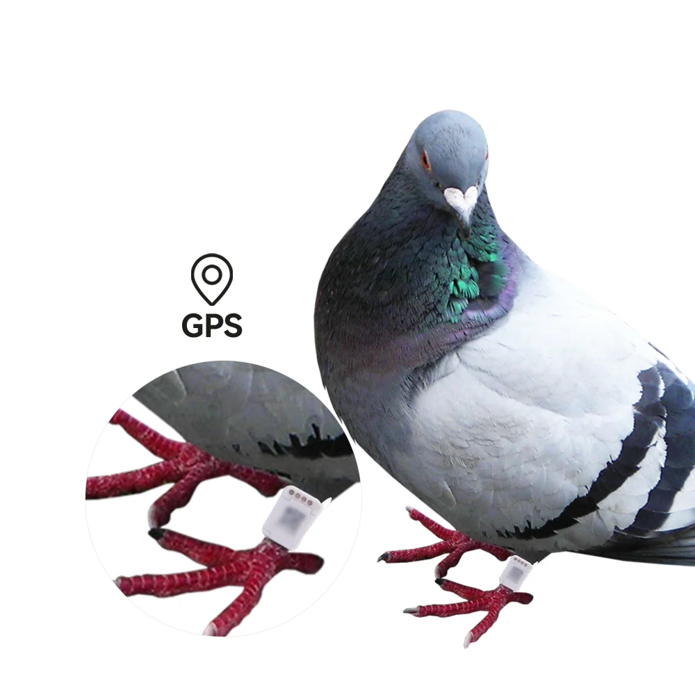 Hot Selling GPS Tracking Pigeon Ring, High Quality Plastic Pigeon Accessories, Wholesale Bird Supplies
Hot Selling GPS Tracking Pigeon Ring, High Quality Plastic Pigeon Accessories, Wholesale Bird Supplies