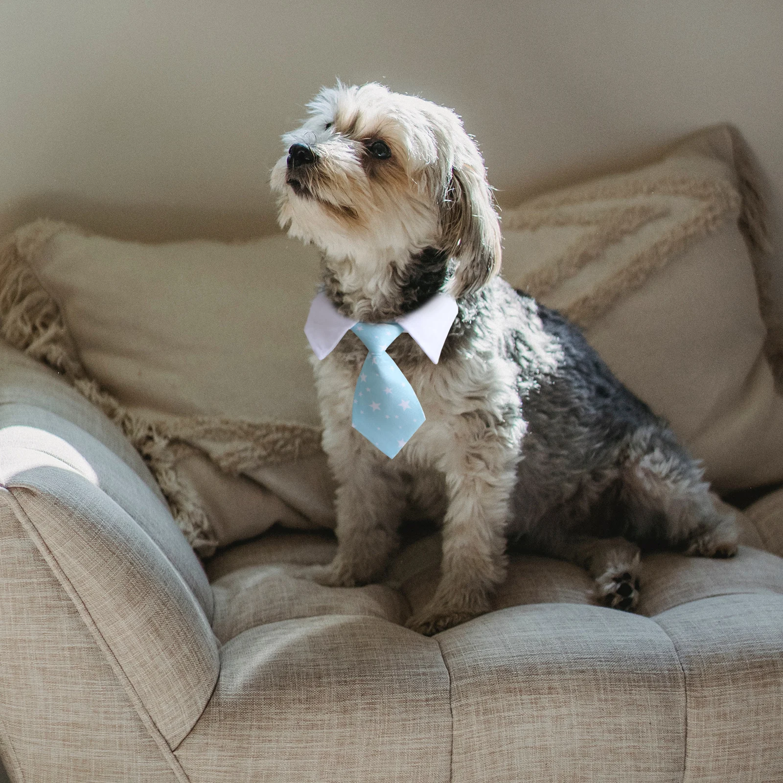 Dog Blue Star Pattern Necktie For Puppy Cat Costumes Photos Decor Pet Grooming Label Accessories Polyester Cotton Dog Neck Tie
Dog Blue Star Pattern Necktie For Puppy Cat Costumes Photos Decor Pet Grooming Label Accessories Polyester Cotton Dog Neck Tie