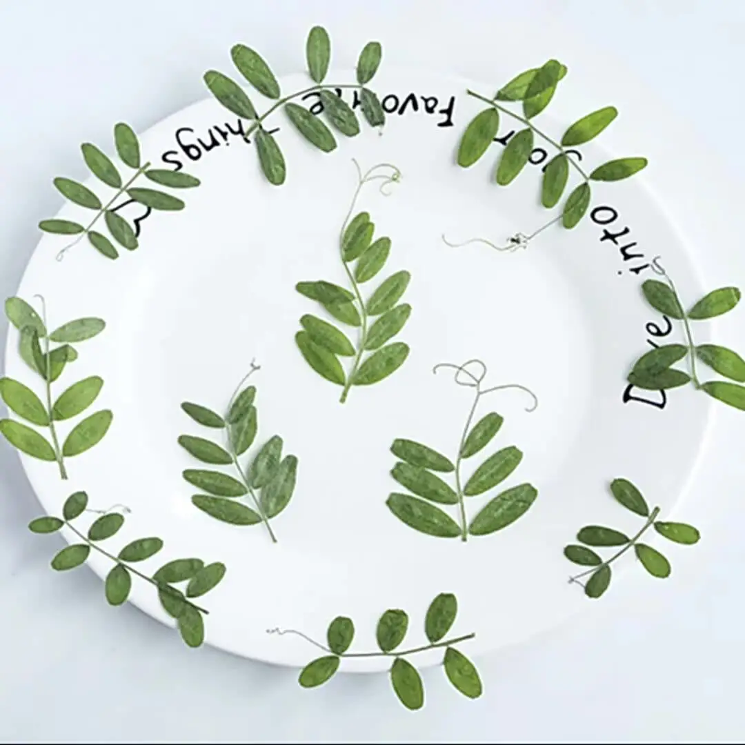 60Pcs Natural Plant-Based Large-Leaf Horse Bean Leaves Dried Flowers Pressed Flower Specimens DIY Handmade Phone Case Resin Materials Natural Air-Dried Flowers
60Pcs Natural Plant-Based Large-Leaf Horse Bean Leaves Dried Flowers Pressed Flower Specimens DIY Handmade Phone Case Resin Materials Natural Air-Dried Flowers