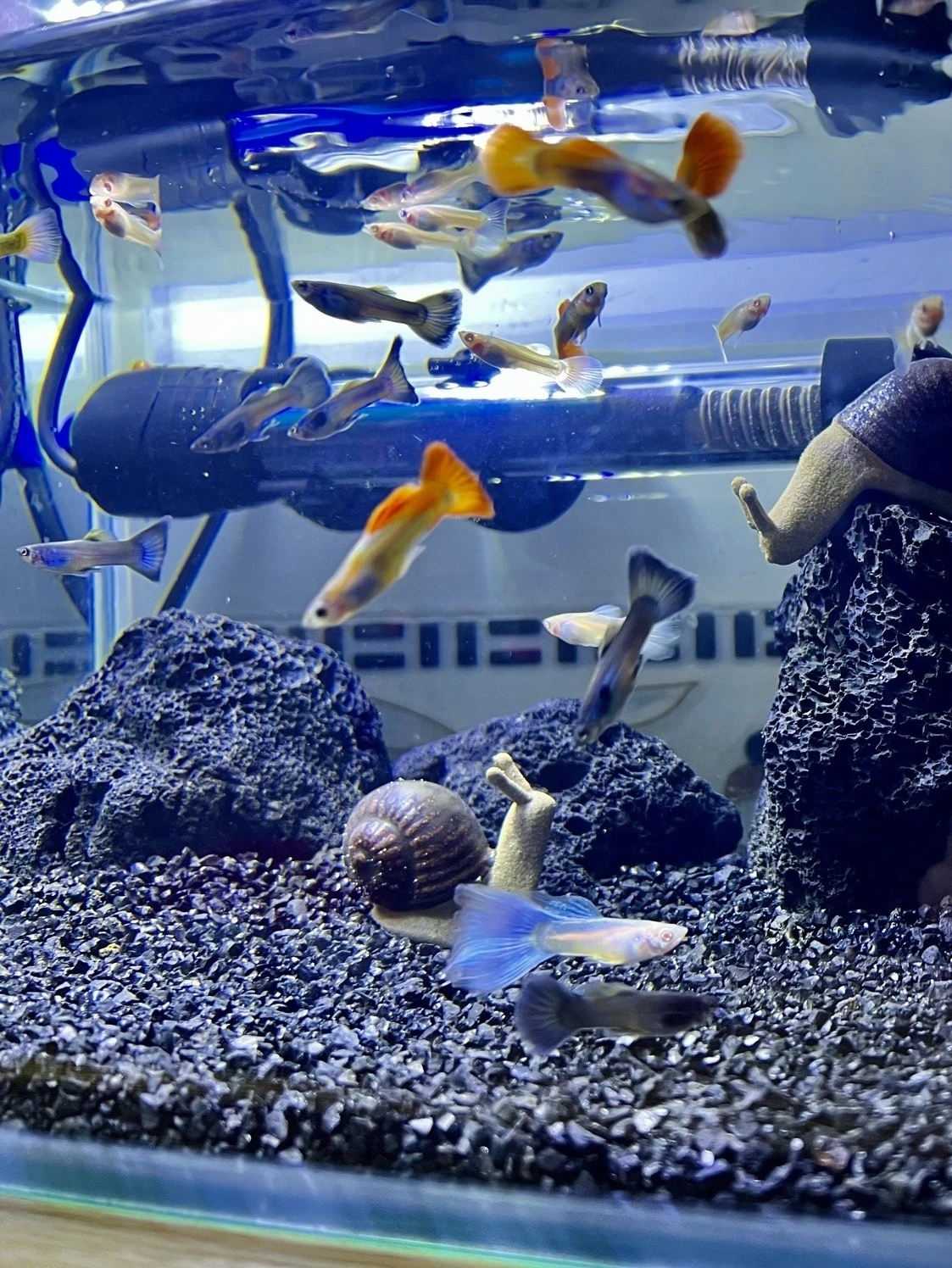 Bla Basalt Volcanic Ro Aquarium Scenery Stones l Water Purin Filter Large Piece Fi Tank Decorative Stones
Bla Basalt Volcanic Ro Aquarium Scenery Stones l Water Purin Filter Large Piece Fi Tank Decorative Stones