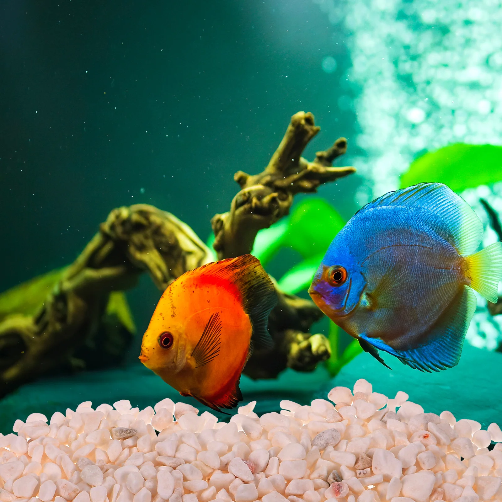 White Jade Sand Aquarium Stones Fish Tank Decorations Gravel Rocks for Freshwater Saltwater Tanks Garden Lawn Vase Potted Plants
White Jade Sand Aquarium Stones Fish Tank Decorations Gravel Rocks for Freshwater Saltwater Tanks Garden Lawn Vase Potted Plants