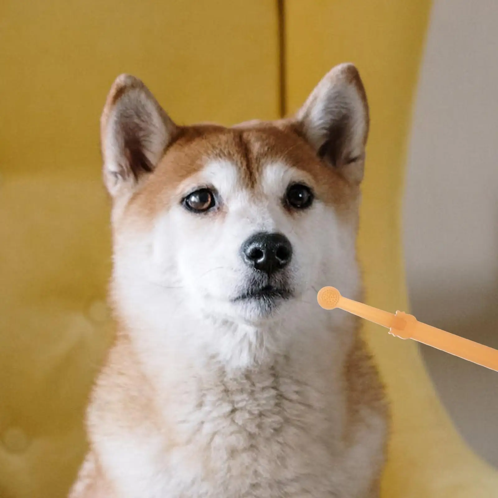 Pet Toothbrush Silicone Soft Bristles for Dogs Cats Oral Care Cleaning Supplies Handheld Small Large Puppy Toothbrushes Pet
Pet Toothbrush Silicone Soft Bristles for Dogs Cats Oral Care Cleaning Supplies Handheld Small Large Puppy Toothbrushes Pet