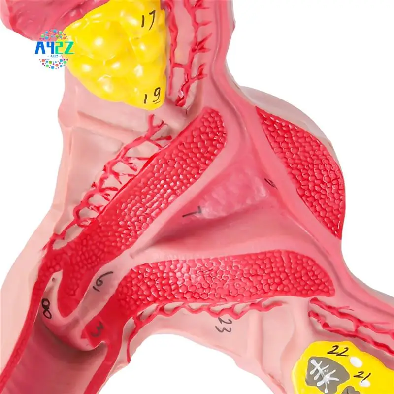 A42Z-1:1 Human Female Uterus Ovary Fallopian Tubes Model Anatomical Human Anatomy Model Teaching Tools
A42Z-1:1 Human Female Uterus Ovary Fallopian Tubes Model Anatomical Human Anatomy Model Teaching Tools