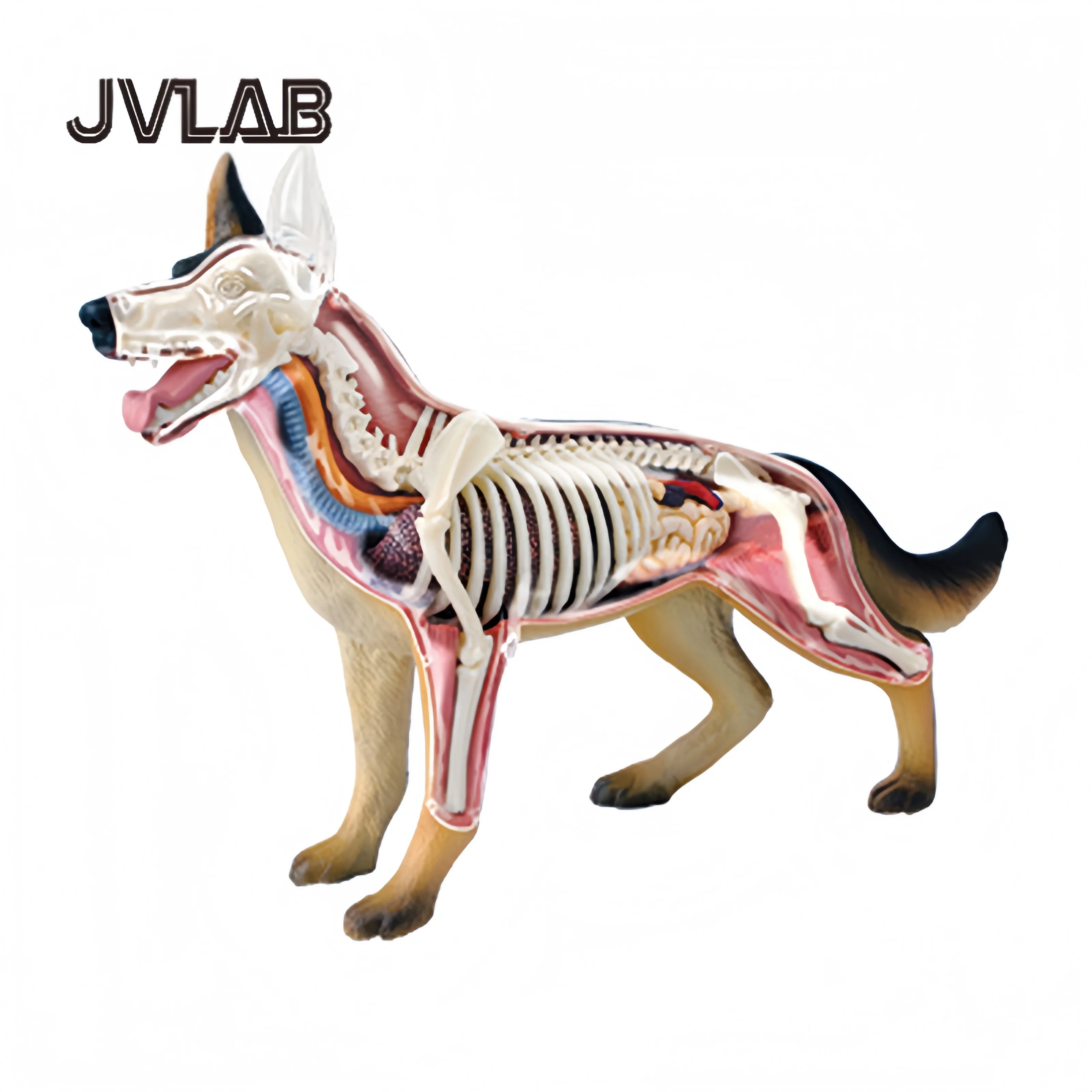 4D MASTER Puzzle Assembly Toy Simulation Animal Biology Wolf Dog Organ Dog Anatomy Model JVLAB
4D MASTER Puzzle Assembly Toy Simulation Animal Biology Wolf Dog Organ Dog Anatomy Model JVLAB