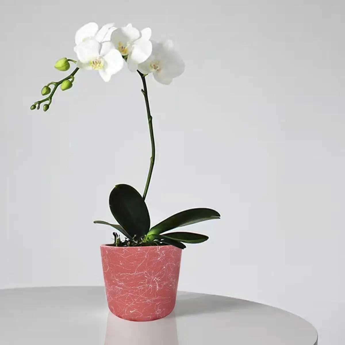 Minimalist Ceramic Flowerpot Nordic Creative Butterfly Orchid Balcony Planters
Minimalist Ceramic Flowerpot Nordic Creative Butterfly Orchid Balcony Planters