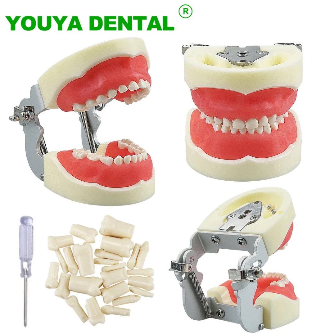 Child Dental Model With 24pcs Removable Resin Teeth Typodont Jaw Model Dentist Student Teaching Practice Demonstration Tools
Child Dental Model With 24pcs Removable Resin Teeth Typodont Jaw Model Dentist Student Teaching Practice Demonstration Tools