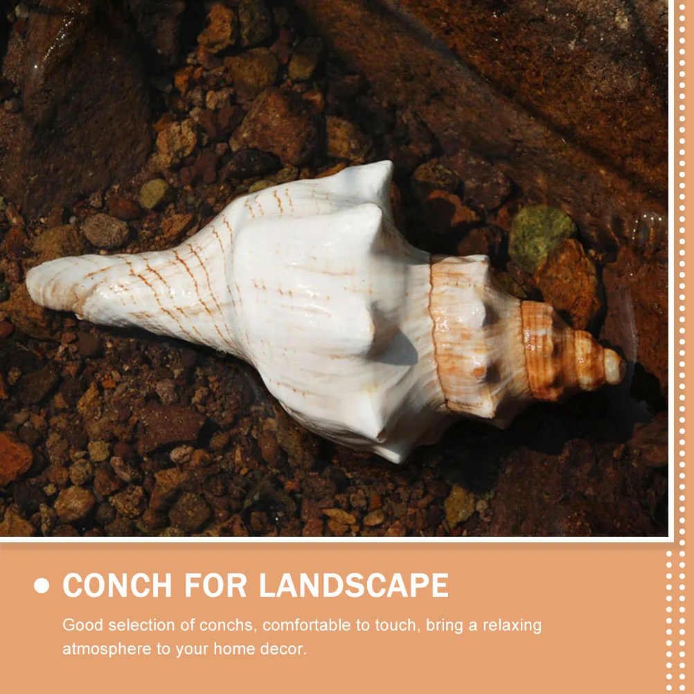 Natural Conch Shell Decor Creative Exquisite Craft For Aquarium Landscape Diy Home Decoration Desktop Vase Arrangement
Natural Conch Shell Decor Creative Exquisite Craft For Aquarium Landscape Diy Home Decoration Desktop Vase Arrangement