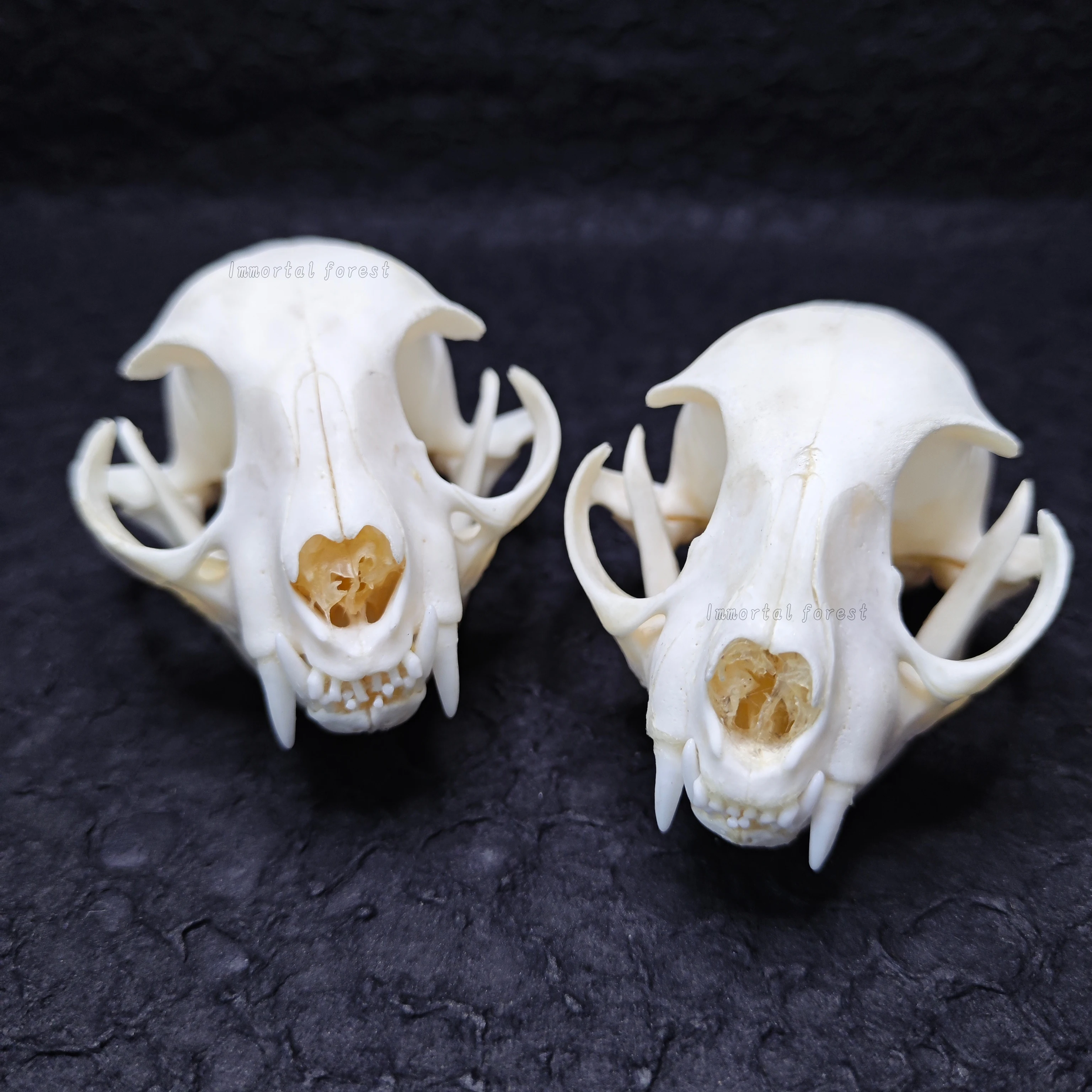 1Pcs/2 Pcs Real Animal Skull Felid Bone Specimen Home Decoration Garden Fish Tank Ornament Unique Birthday Gift
1Pcs/2 Pcs Real Animal Skull Felid Bone Specimen Home Decoration Garden Fish Tank Ornament Unique Birthday Gift