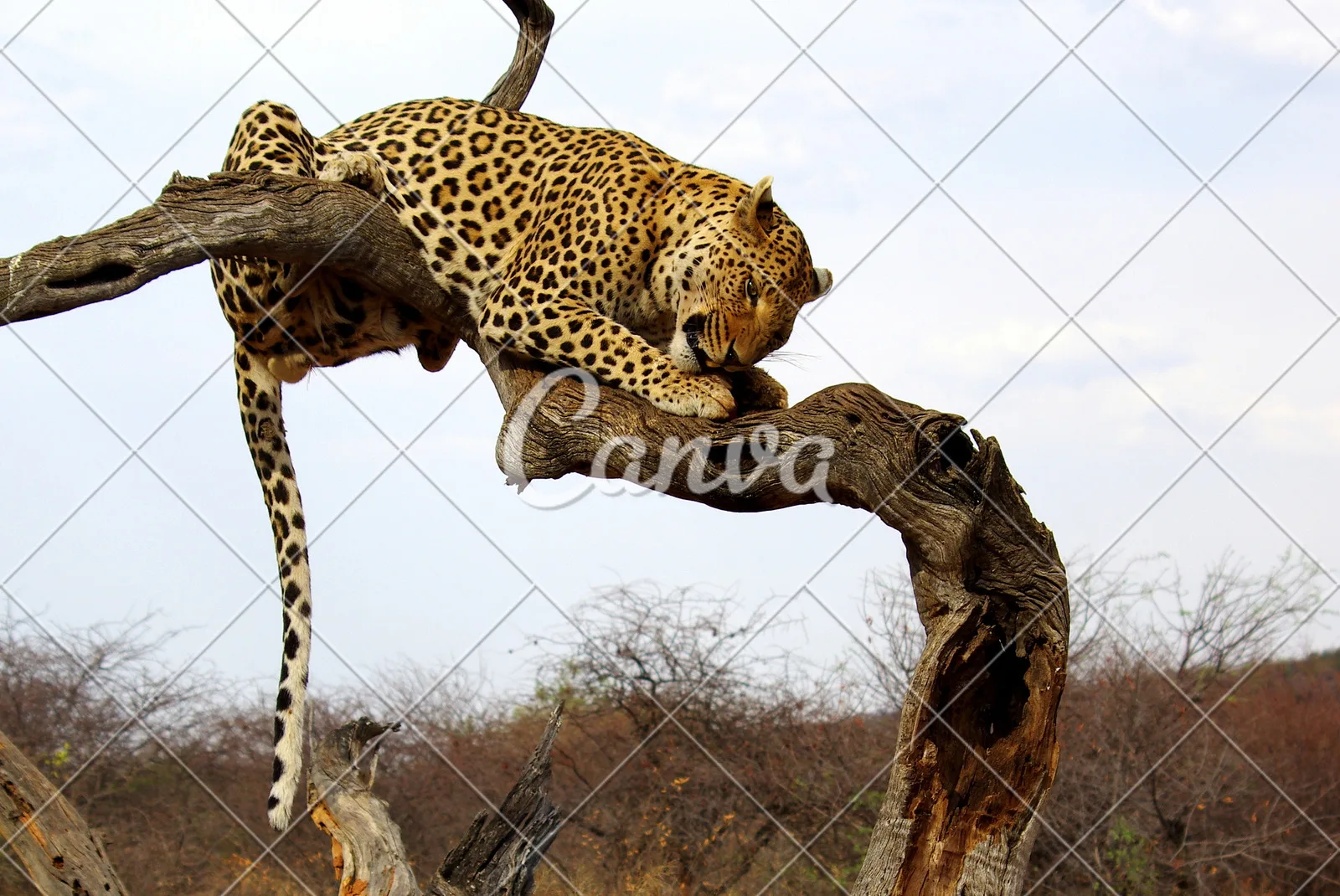 Металлический кронштейн переднего маятникового рычага для радиоуправляемых внедорожников Tamiya 1/10, Fighter NXGEN DT04 58741, запчасти для самостоятельной сборки
Металлический кронштейн переднего маятникового рычага для радиоуправляемых внедорожников Tamiya 1/10, Fighter NXGEN DT04 58741, запчасти для самостоятельной сборки