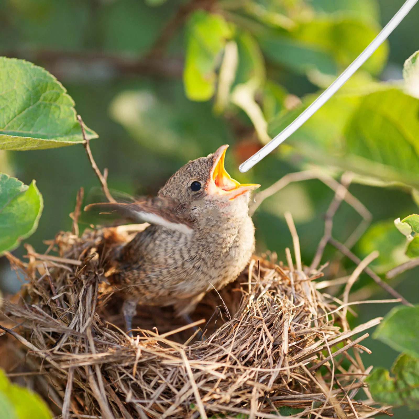 10Pcs Parrot Hand Feeder Tubes Soft Transparent Feed Tubes Clear Replacement for Bird Food Feeder Feed Tube Bird
10Pcs Parrot Hand Feeder Tubes Soft Transparent Feed Tubes Clear Replacement for Bird Food Feeder Feed Tube Bird