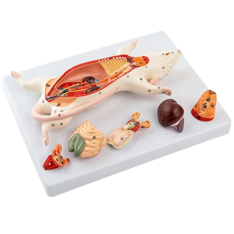 Rat Anatomy Model Mouse Internal Organs Structure Experimental Animal Anatomy Specimens
Rat Anatomy Model Mouse Internal Organs Structure Experimental Animal Anatomy Specimens