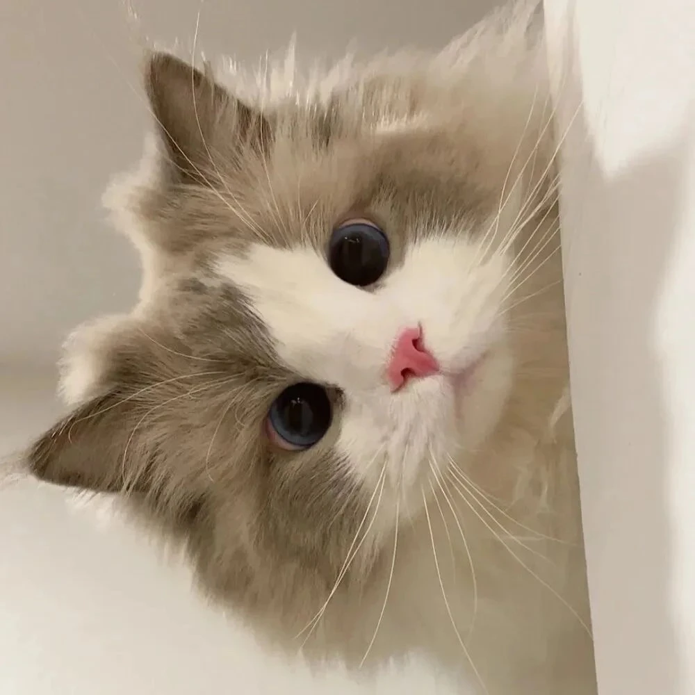 Speed Change Gear Box Metal Gearbox with 370 Brush Motor Anodizing Treatment for Heatsink and Mount Base for WPL 1633 RC Car
Speed Change Gear Box Metal Gearbox with 370 Brush Motor Anodizing Treatment for Heatsink and Mount Base for WPL 1633 RC Car