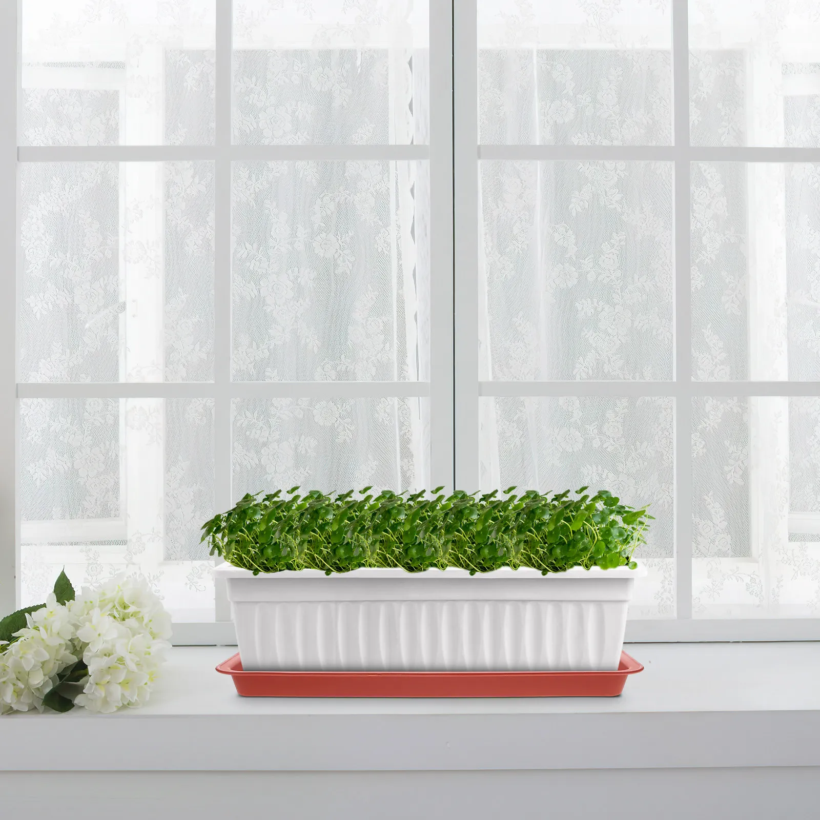 8Pcs Heavy Duty Plastic Plant Saucer Tray for Indoor Outdoor Plants Water Collector Soil Spill Guard Drain Tray for Flower Pots
8Pcs Heavy Duty Plastic Plant Saucer Tray for Indoor Outdoor Plants Water Collector Soil Spill Guard Drain Tray for Flower Pots