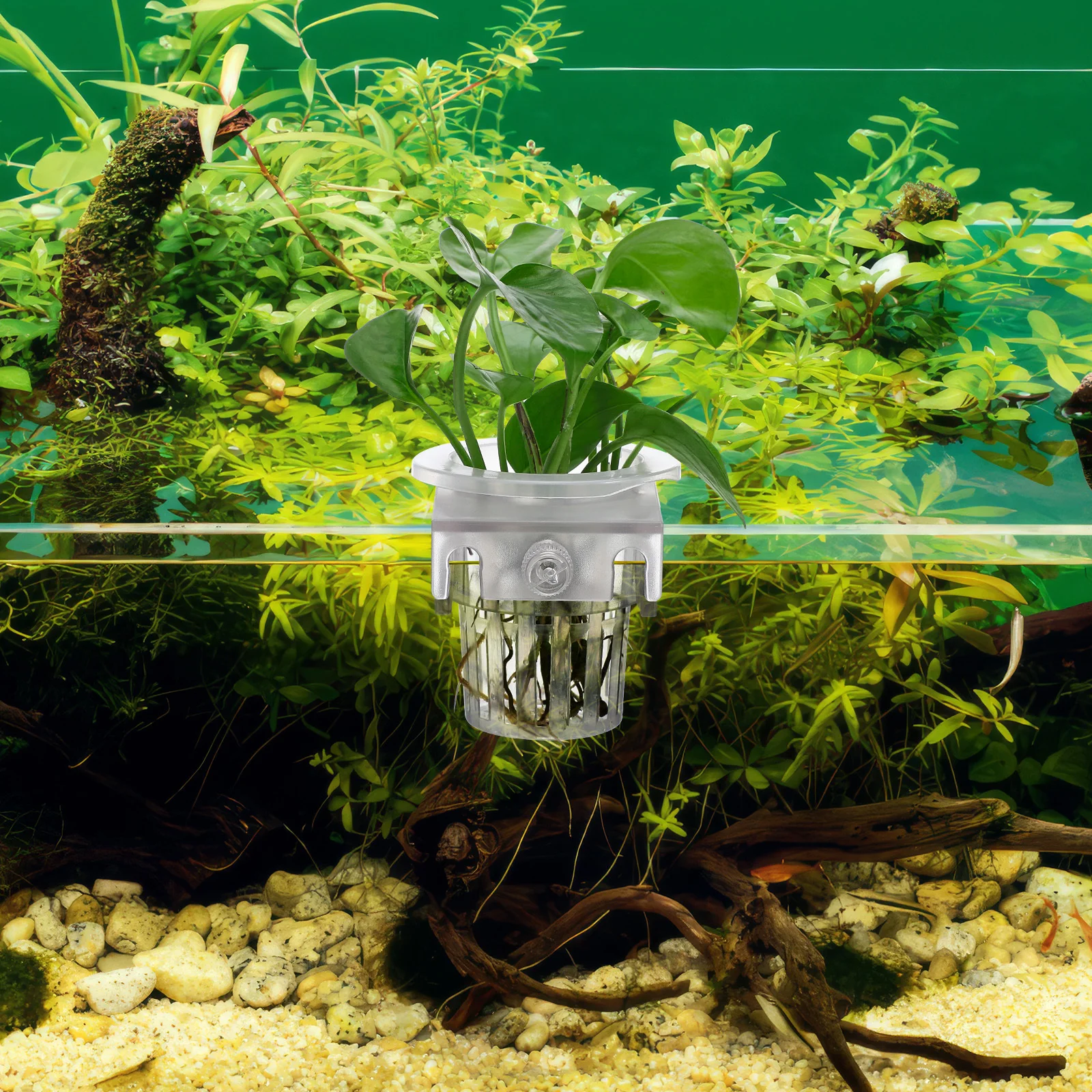 4Pcs Aquarium Plant Holder Hanging Planter Cup Fish Tank Aquatic Plant Basket Durable Plastic Pot for Aquarium Supplies
4Pcs Aquarium Plant Holder Hanging Planter Cup Fish Tank Aquatic Plant Basket Durable Plastic Pot for Aquarium Supplies