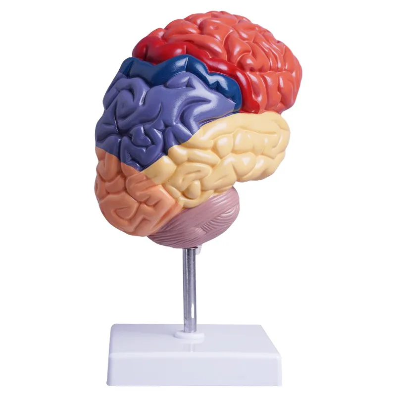 Церебральная анатомическая модель Анатомия 1:1 Половина мозга Учебные лабораторные принадлежности
Церебральная анатомическая модель Анатомия 1:1 Половина мозга Учебные лабораторные принадлежности