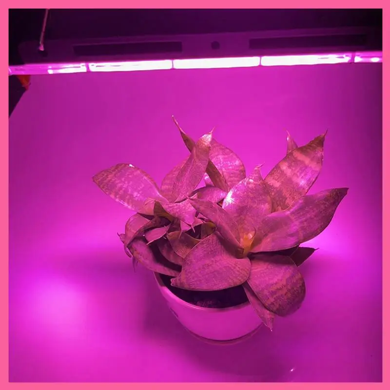 Фитолампа Range Lamp Открытый прожектор для растений Палатка для посева цветов 100 Вт Вилка стандарта США
Фитолампа Range Lamp Открытый прожектор для растений Палатка для посева цветов 100 Вт Вилка стандарта США