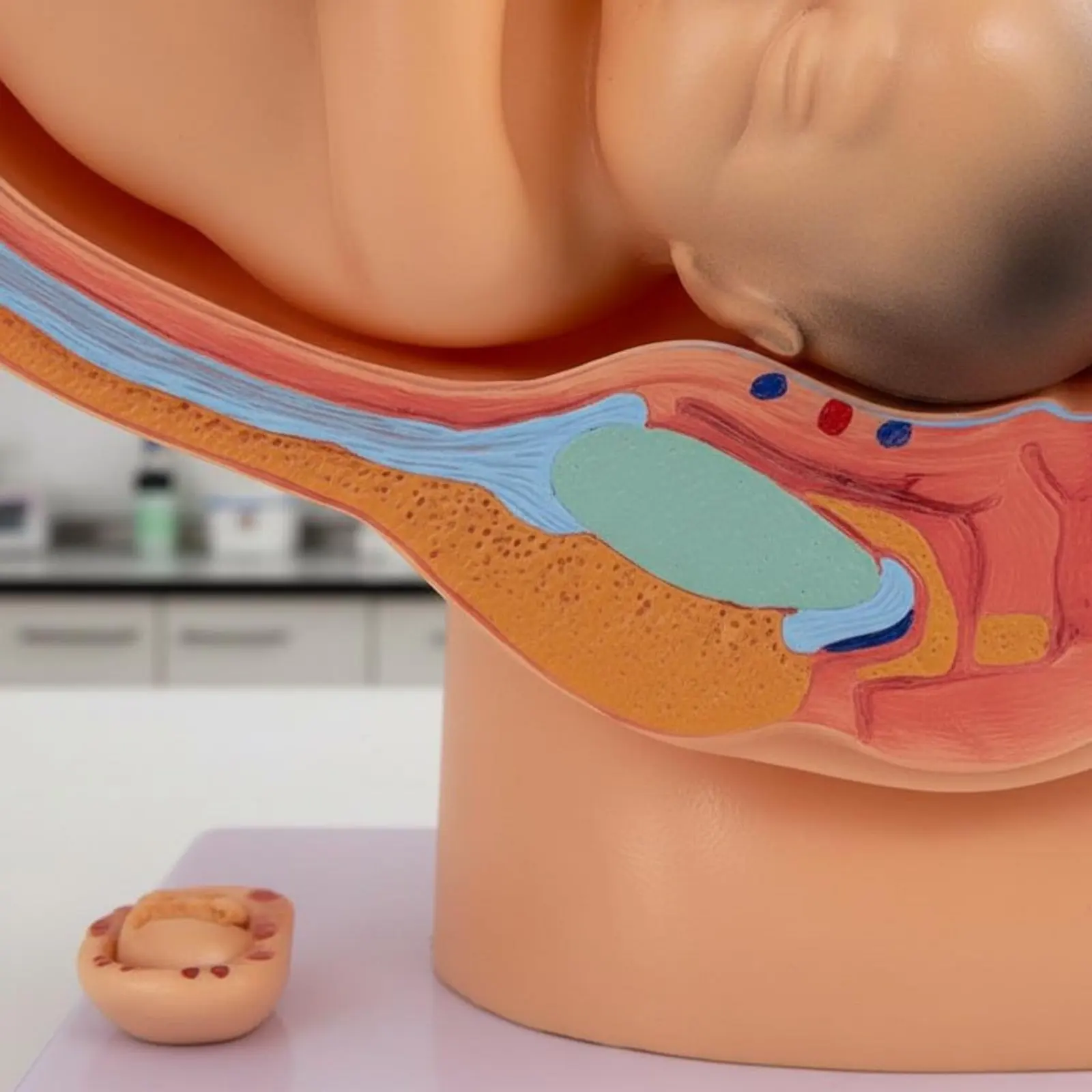 Fetal Growth Model Educational Obstetrics Demonstration Model Detailed Realistic for Students, Classroom, Training Room
Fetal Growth Model Educational Obstetrics Demonstration Model Detailed Realistic for Students, Classroom, Training Room