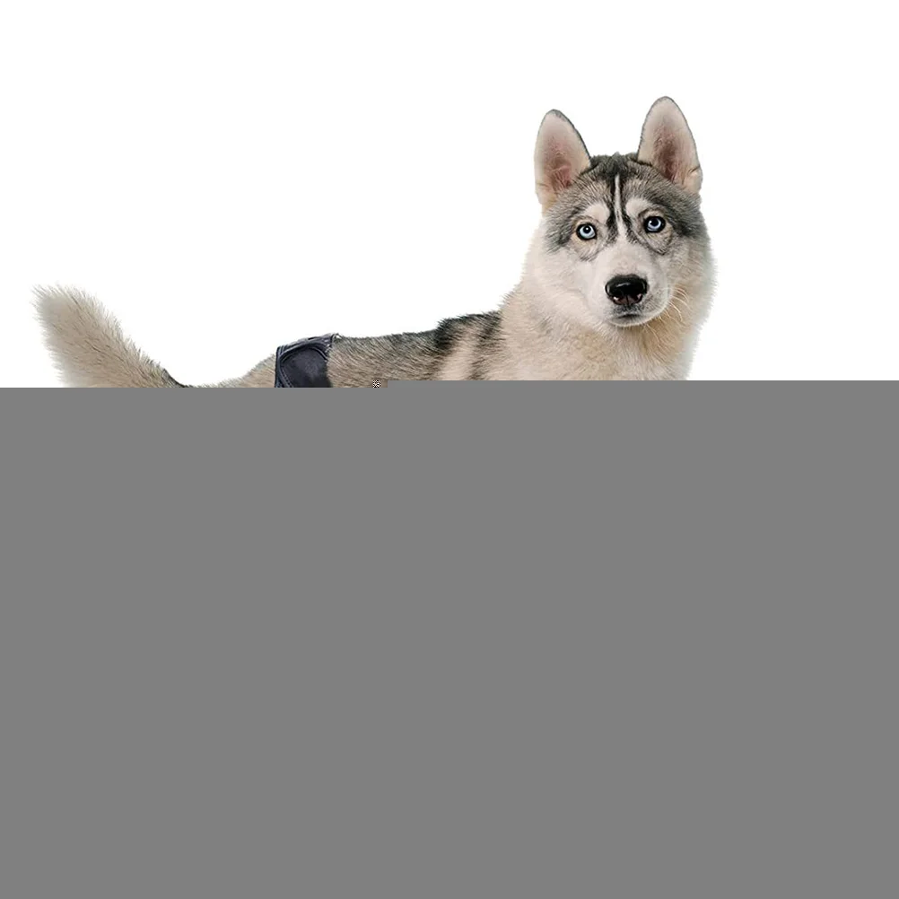 Pet Leg Brace for Large Puppy Neoprene Hock Bandage Foreleg Support Knee Protectors Dog Supplies Comfortable Elastic Strap
Pet Leg Brace for Large Puppy Neoprene Hock Bandage Foreleg Support Knee Protectors Dog Supplies Comfortable Elastic Strap