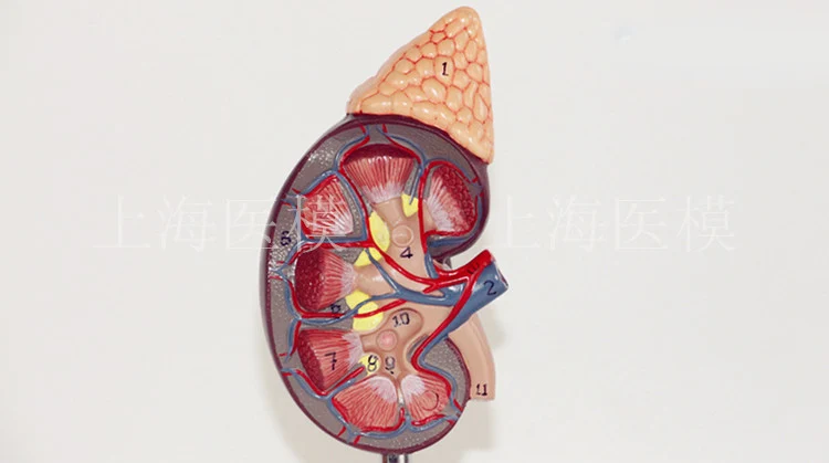 Kidney model with adrenal gland naturally large kidney urinary system structure model
Kidney model with adrenal gland naturally large kidney urinary system structure model
