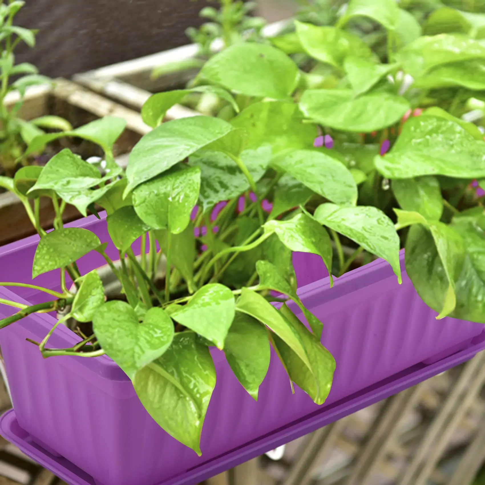 【24 Hours Sale】3Pcs 17 Inches Purple Flower Window Box Plastic Vegetable Planters For Window Sill, Patio, Garden, Home Decor, Po
【24 Hours Sale】3Pcs 17 Inches Purple Flower Window Box Plastic Vegetable Planters For Window Sill, Patio, Garden, Home Decor, Po