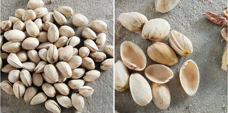 Farm Use Macadamia Nut Processing Machine, Fresh Green Husk Remover & Sheller
Farm Use Macadamia Nut Processing Machine, Fresh Green Husk Remover & Sheller