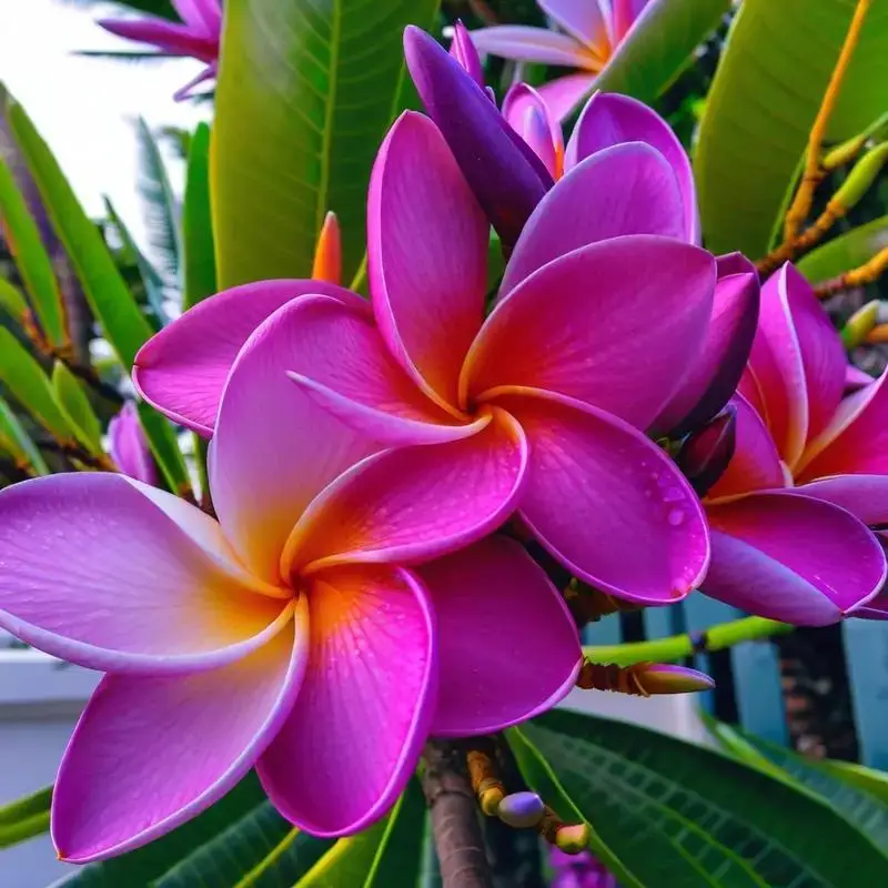 22pcs Purple And White Frangipani Seeds, Perennial Flowers, US Seller Seeds Pots And Containers
22pcs Purple And White Frangipani Seeds, Perennial Flowers, US Seller Seeds Pots And Containers