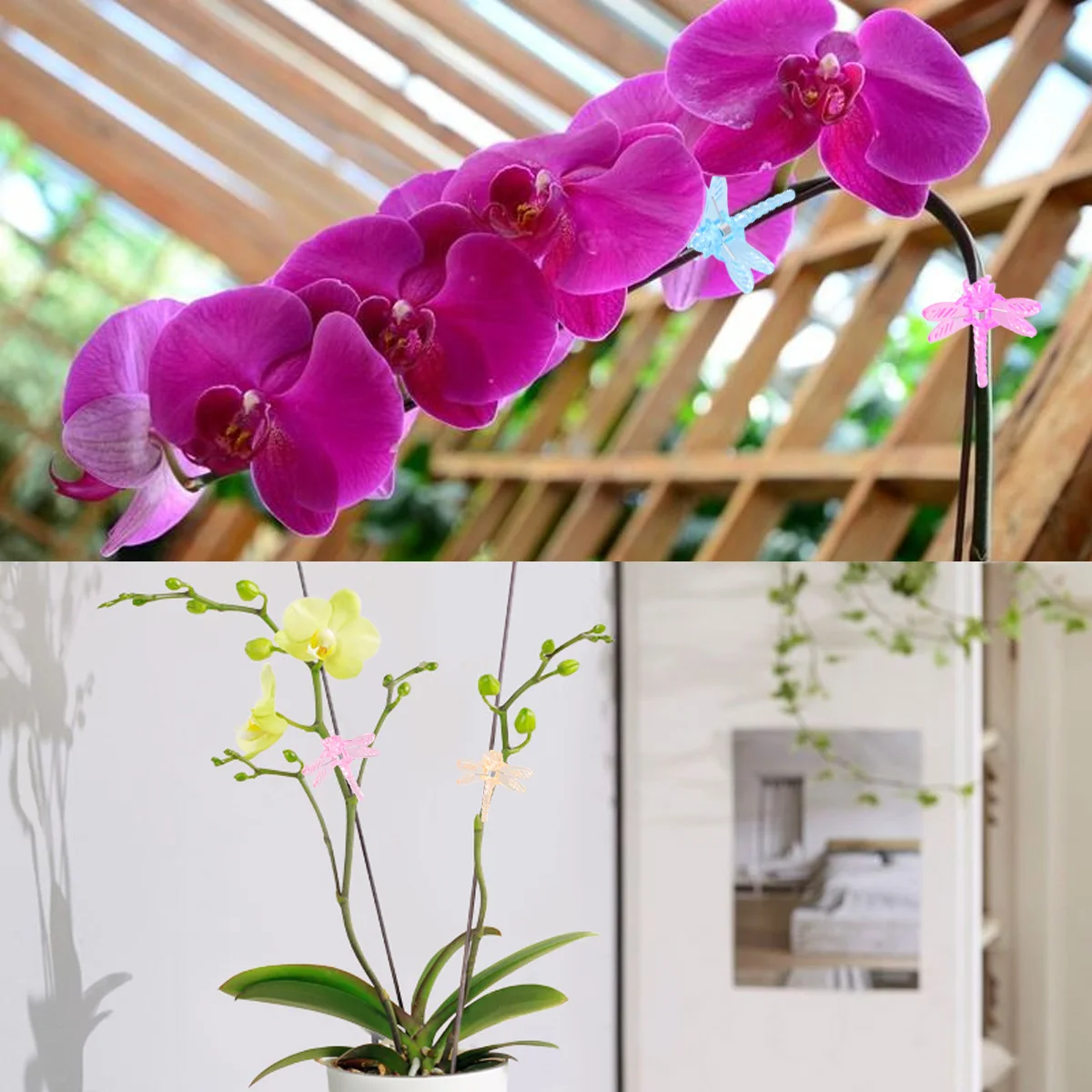 60 Pcs Shaped Orchid Flower Gardening Vines Creative Fixed Orchid Creative Vine Fixed Clips Clips For Plants Gifts
60 Pcs Shaped Orchid Flower Gardening Vines Creative Fixed Orchid Creative Vine Fixed Clips Clips For Plants Gifts