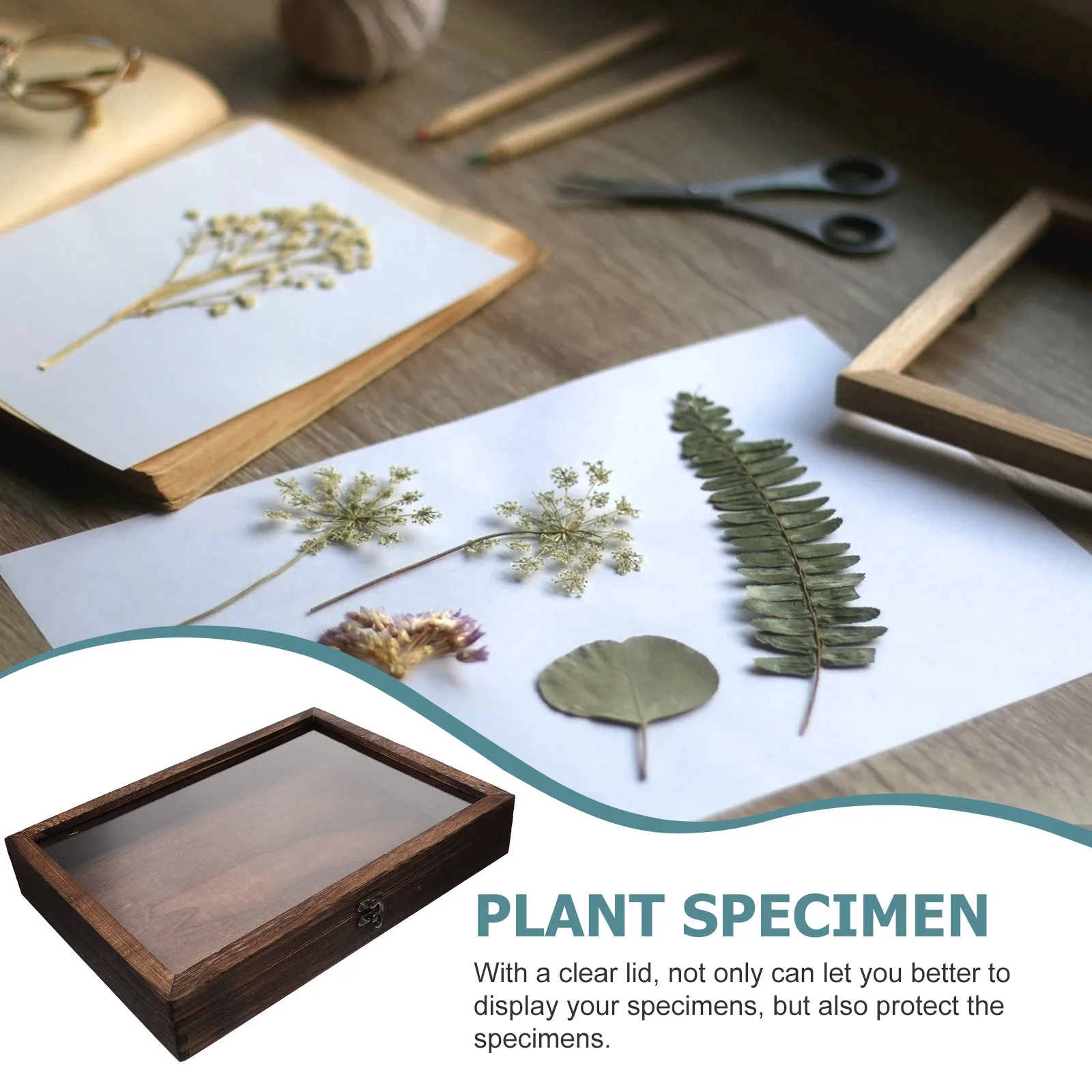 Specimen Display Box Butterfly Insect Case Wooden Frame Clear Lid Home Decor A4 Grey Storage Container Glass Top Durability
Specimen Display Box Butterfly Insect Case Wooden Frame Clear Lid Home Decor A4 Grey Storage Container Glass Top Durability