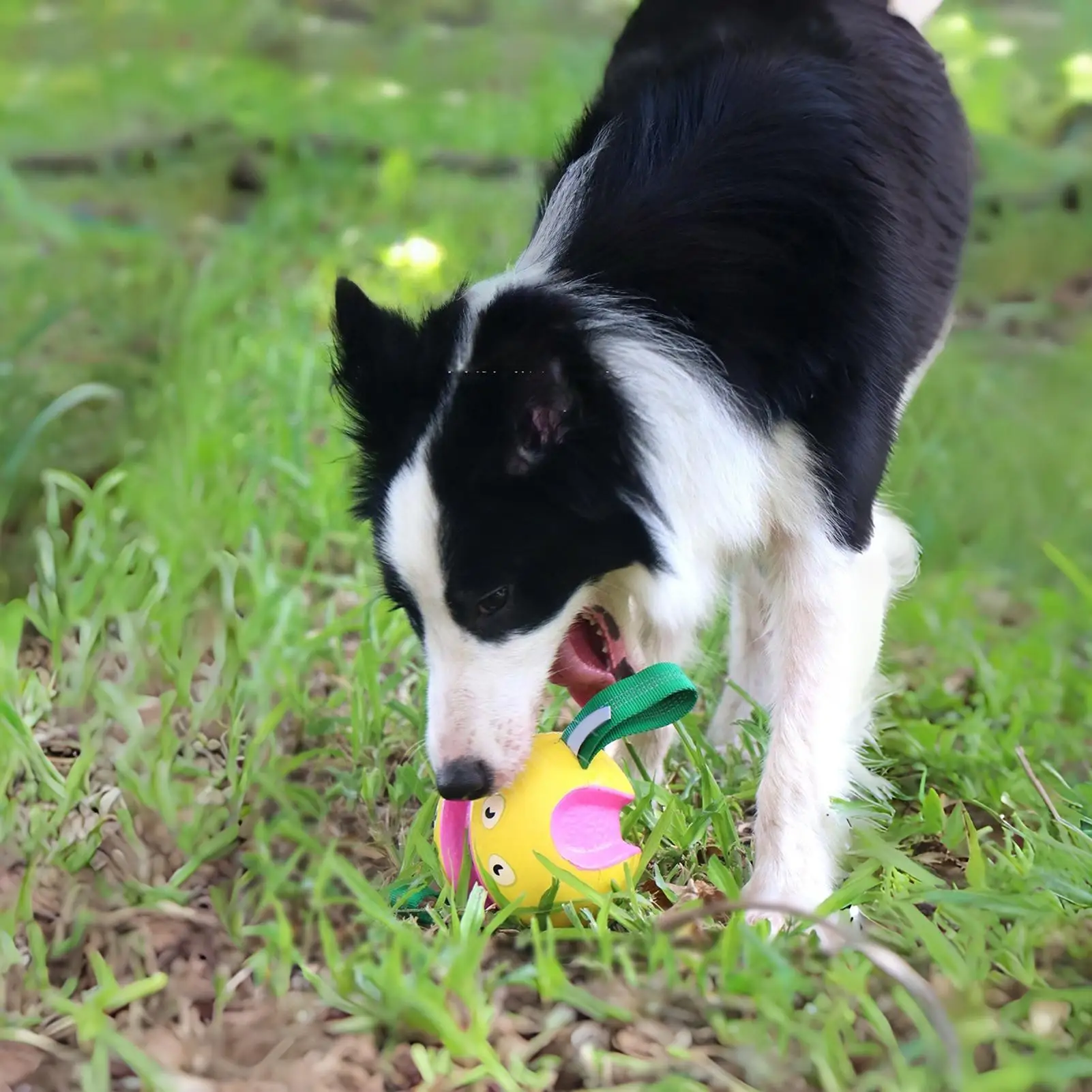 Ball Toys For Dogs Interactive Game Puppy Ball For Puppy Small Medium Large Breed Boredom Self-Entertainment Outdoor Park
Ball Toys For Dogs Interactive Game Puppy Ball For Puppy Small Medium Large Breed Boredom Self-Entertainment Outdoor Park