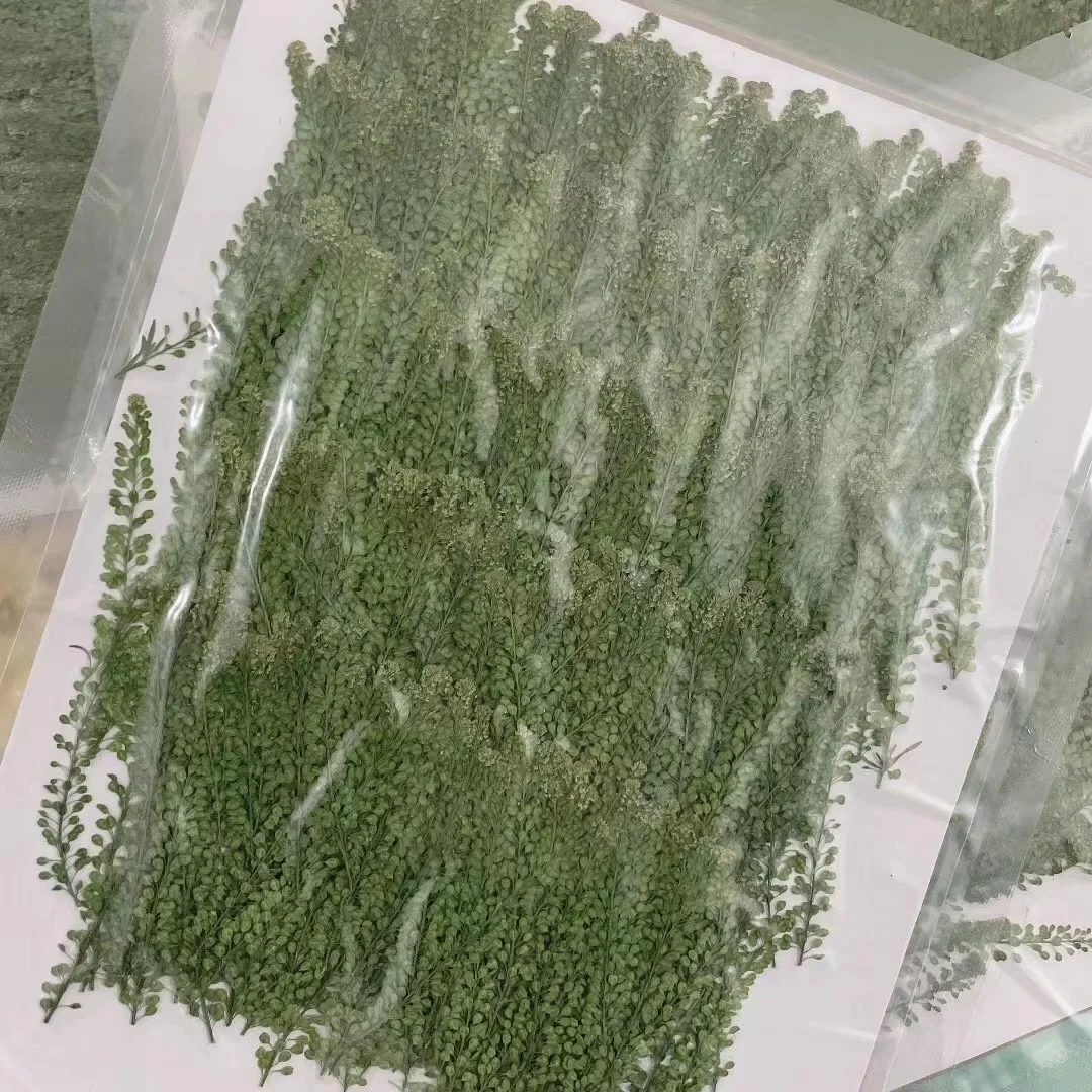 250pcs Pressed Dried Lepidium Apetalum Leaf Plant Herbarium For Jewelry Phone Case Bookmark Scrapbook Invitation Card Making
250pcs Pressed Dried Lepidium Apetalum Leaf Plant Herbarium For Jewelry Phone Case Bookmark Scrapbook Invitation Card Making