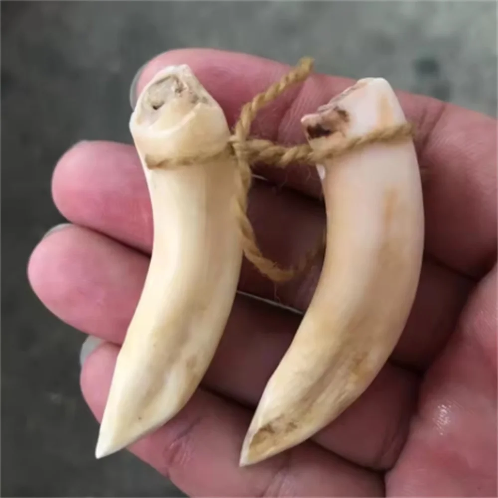 Antique Miscellaneous Vintage Distressed Wild Pig Tooth Pendant
Antique Miscellaneous Vintage Distressed Wild Pig Tooth Pendant