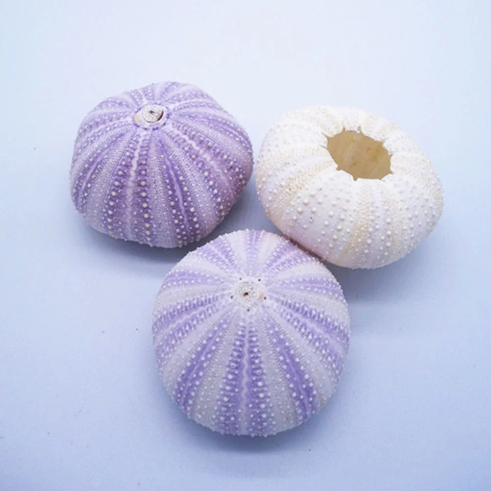 Fish Bowl Decorations Natural Shell Conch Muicle Planta Urchin Planter Small Stand
Fish Bowl Decorations Natural Shell Conch Muicle Planta Urchin Planter Small Stand