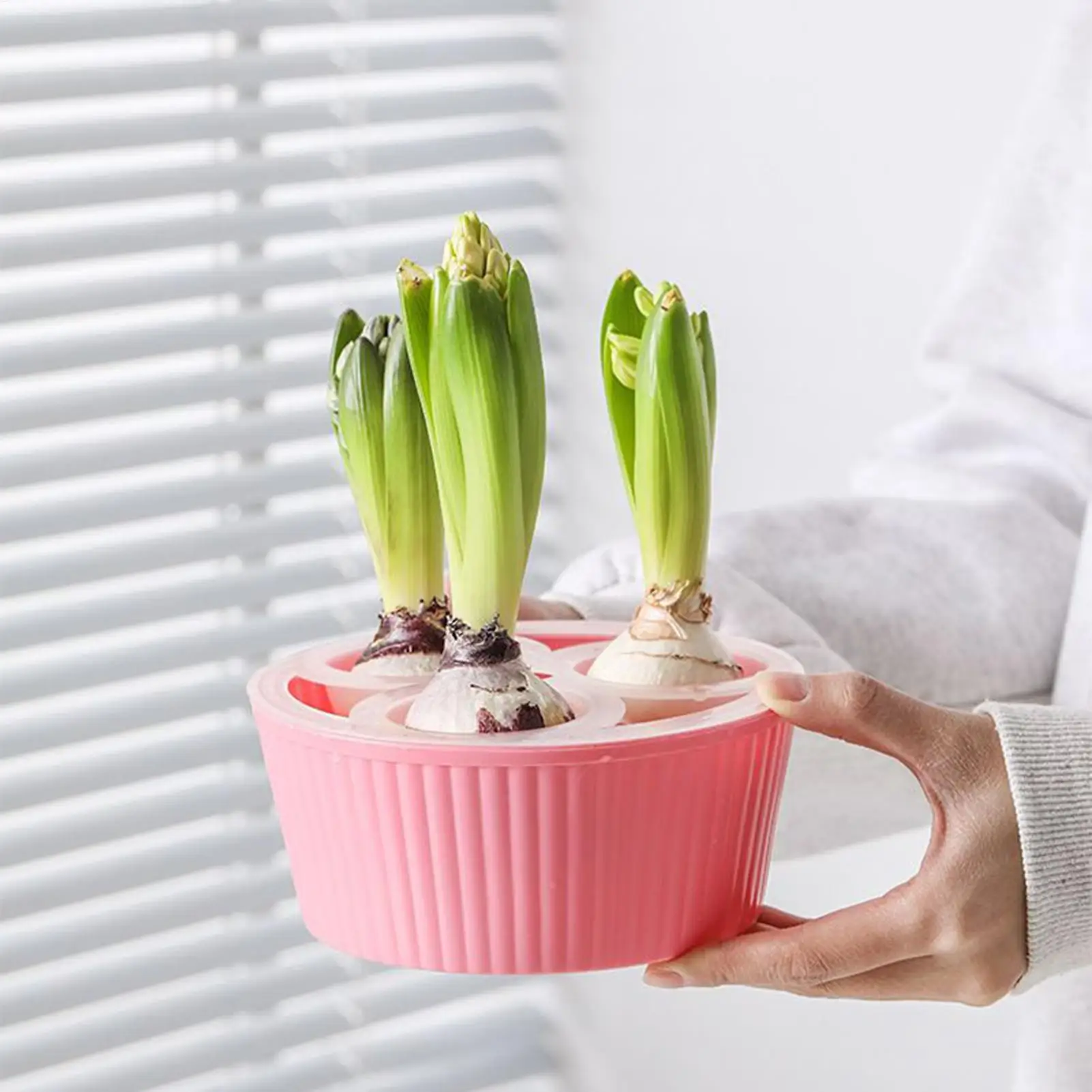 9pcs 3-Hole Hydroponic Flower Pot, Plastic Water Culture Planter for Hyacinth Onion Bulb Home Balcony Indoor Garden Decoration
9pcs 3-Hole Hydroponic Flower Pot, Plastic Water Culture Planter for Hyacinth Onion Bulb Home Balcony Indoor Garden Decoration