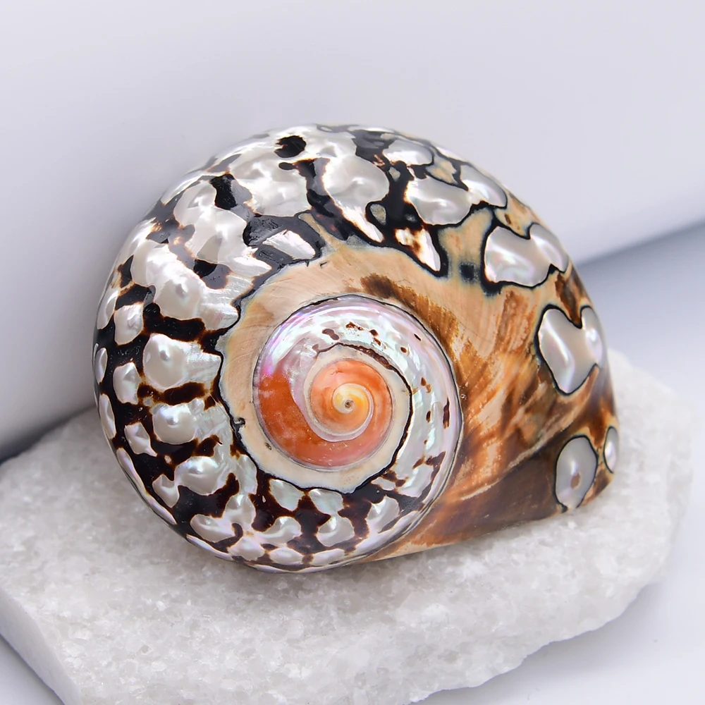 APDGG 2 Pcs Big Natural Colorful Sea Conch Shell Connector Pendant Charms Beads Jewelry DIY
APDGG 2 Pcs Big Natural Colorful Sea Conch Shell Connector Pendant Charms Beads Jewelry DIY