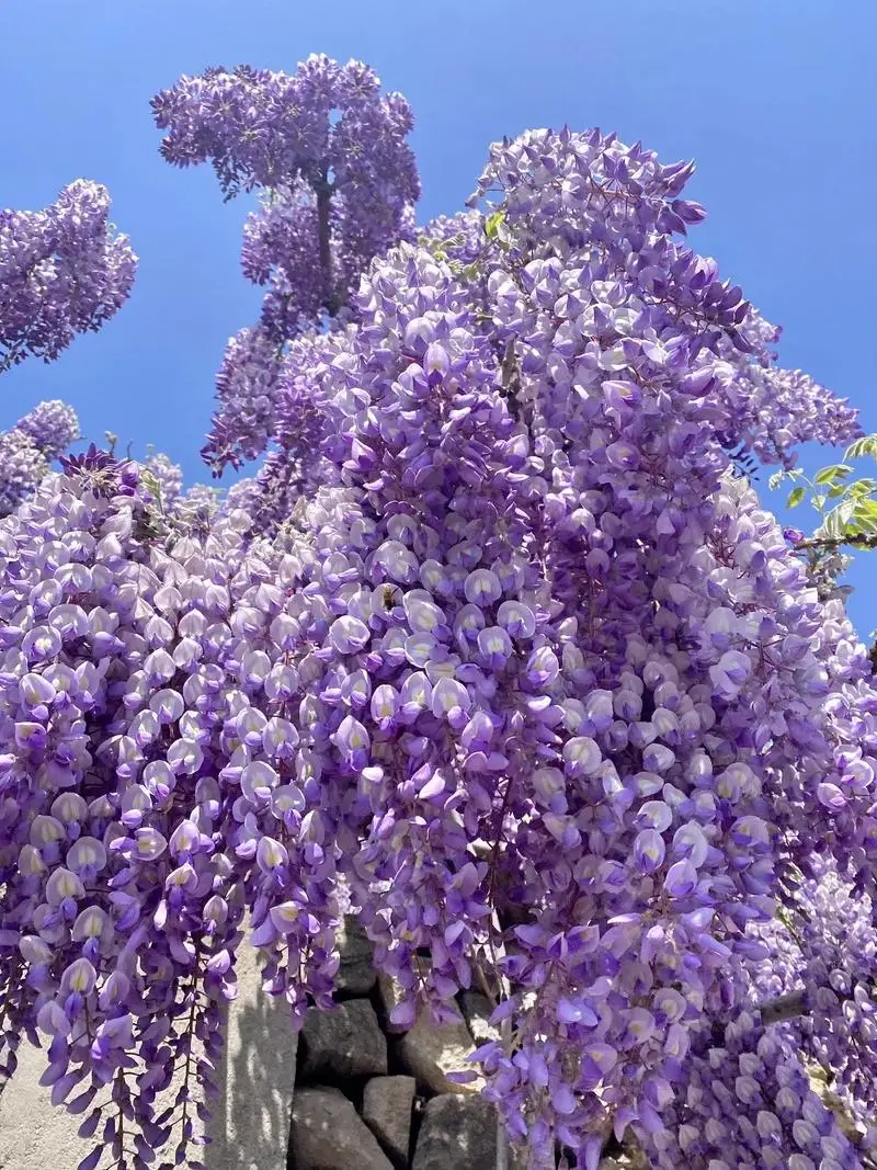 30W 4 in 1 980nm diode laser vascular removal machine remove spider veins 980 diode laser blood vessels removal Nail Fungus. 
30W 4 in 1 980nm diode laser vascular removal machine remove spider veins 980 diode laser blood vessels removal Nail Fungus.