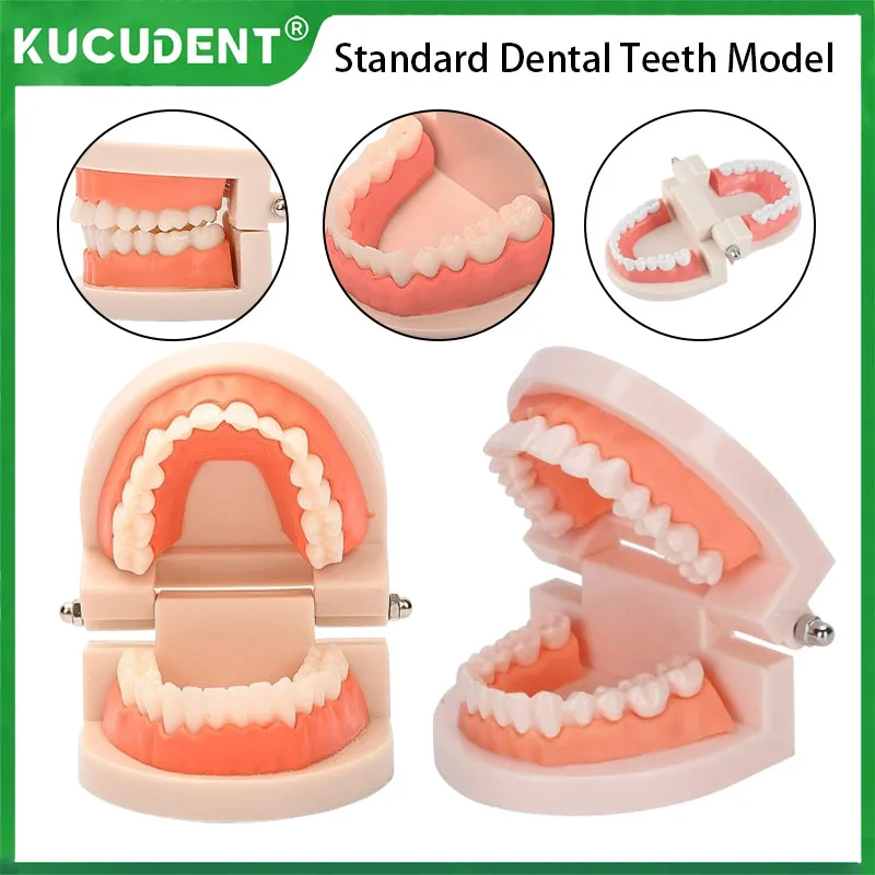 Dental Teeth Model for Technician Practice Training Studyting Standard Teaching Dentistry Typodont Demonstration Denture Models
Dental Teeth Model for Technician Practice Training Studyting Standard Teaching Dentistry Typodont Demonstration Denture Models
