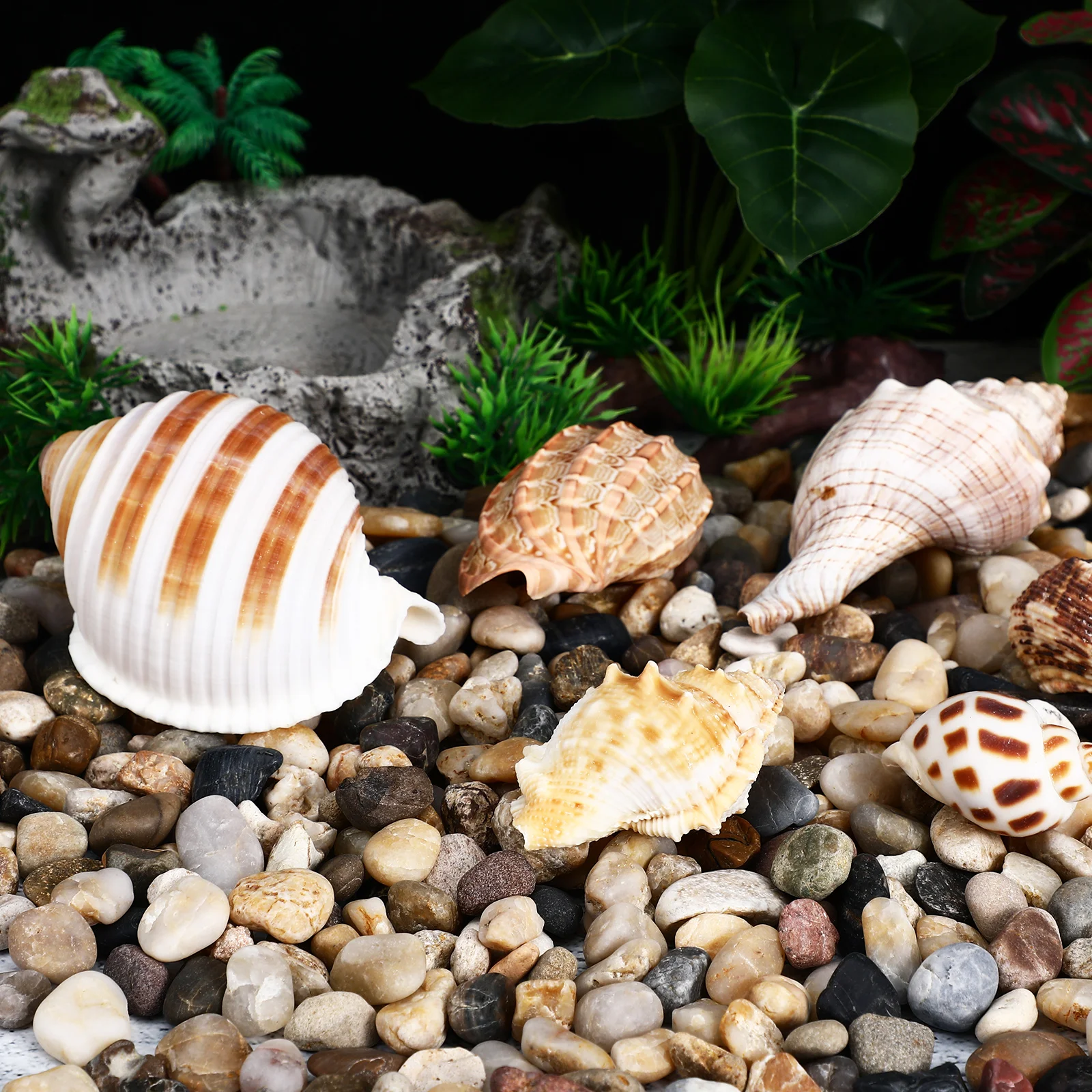 6 Natural Conch Shells Crab Smooth Durable Sea Shells Large Aquarium Decor Fish Tank Birthday Habitat Crafts Pet Supplies
6 Natural Conch Shells Crab Smooth Durable Sea Shells Large Aquarium Decor Fish Tank Birthday Habitat Crafts Pet Supplies