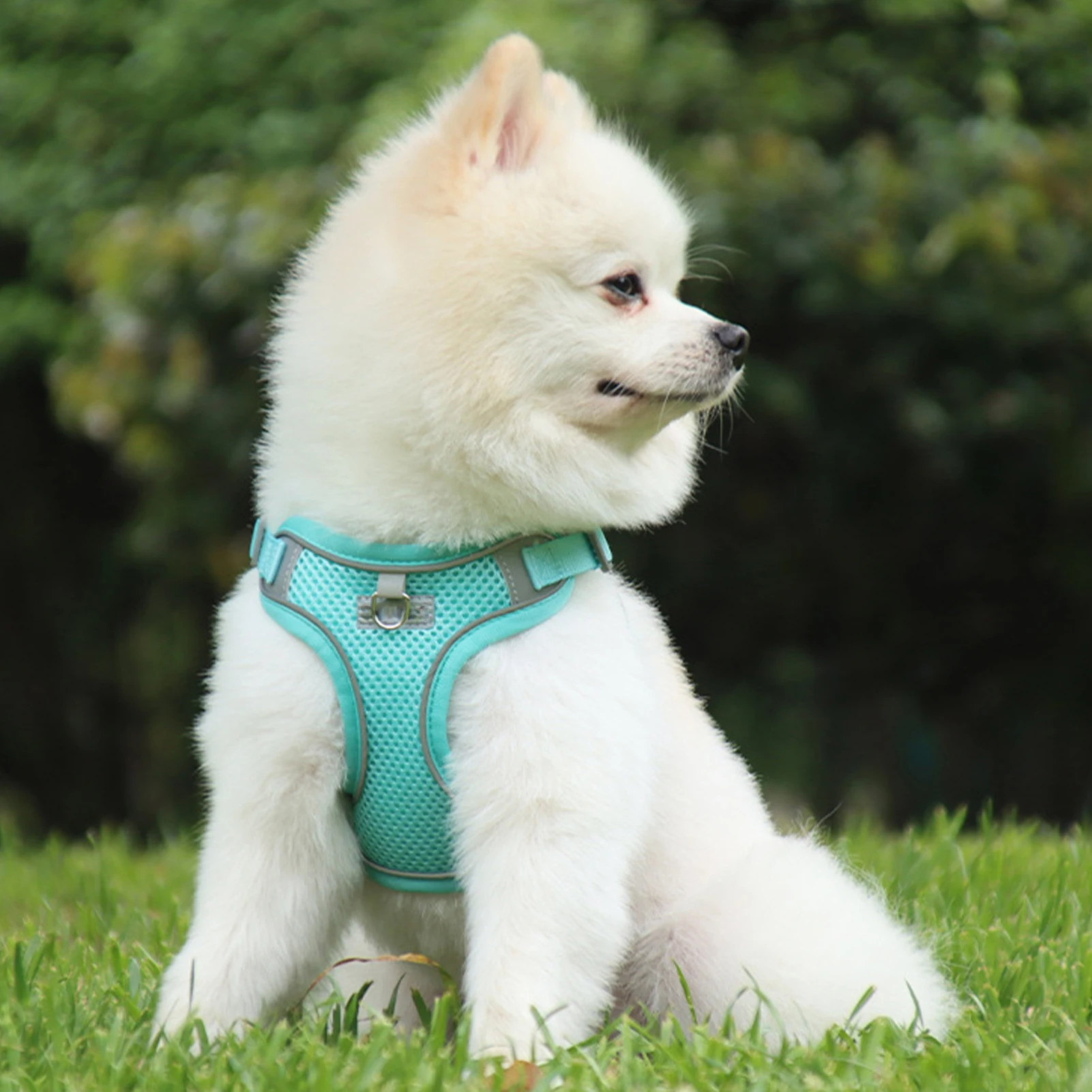 Mesh Harness Vest and Leash Set Outdoor Walking Lead Leash for Small Medium Dogs Reflective Puppy Harness pet accessories
Mesh Harness Vest and Leash Set Outdoor Walking Lead Leash for Small Medium Dogs Reflective Puppy Harness pet accessories