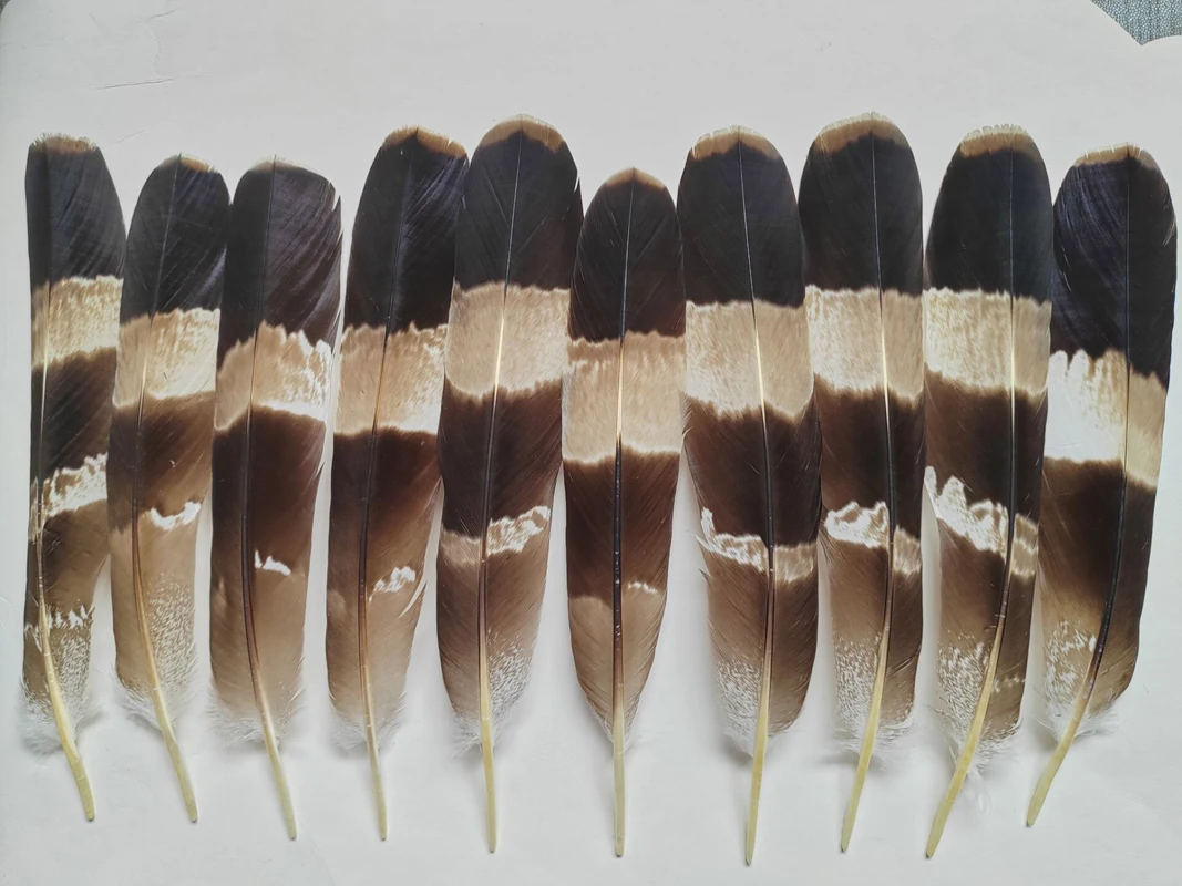 10Pc 25-35cm/10-14 inches Natural Eagle Tail Feathers,Rare Feathers for Carnaval,DIY Headdress Accessories Clothing Decoration
10Pc 25-35cm/10-14 inches Natural Eagle Tail Feathers,Rare Feathers for Carnaval,DIY Headdress Accessories Clothing Decoration