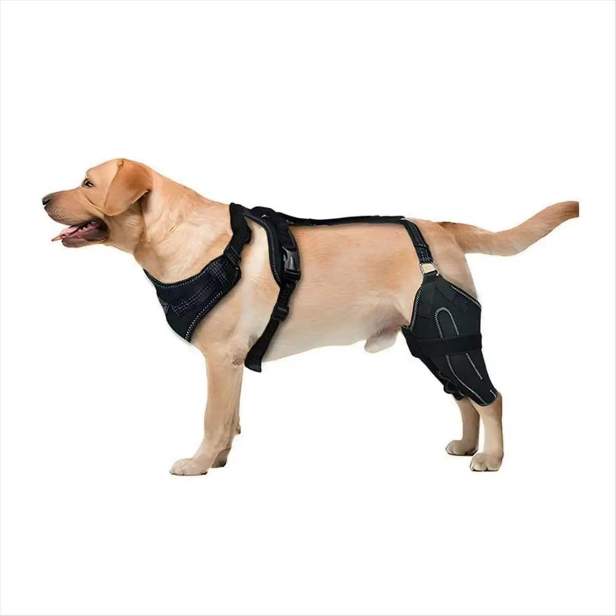 grand Dog Collar Knee Brace for Hind Leg Dog Hip Knee Leg Brace Support for Asian Dog Arthritis L
grand Dog Collar Knee Brace for Hind Leg Dog Hip Knee Leg Brace Support for Asian Dog Arthritis L