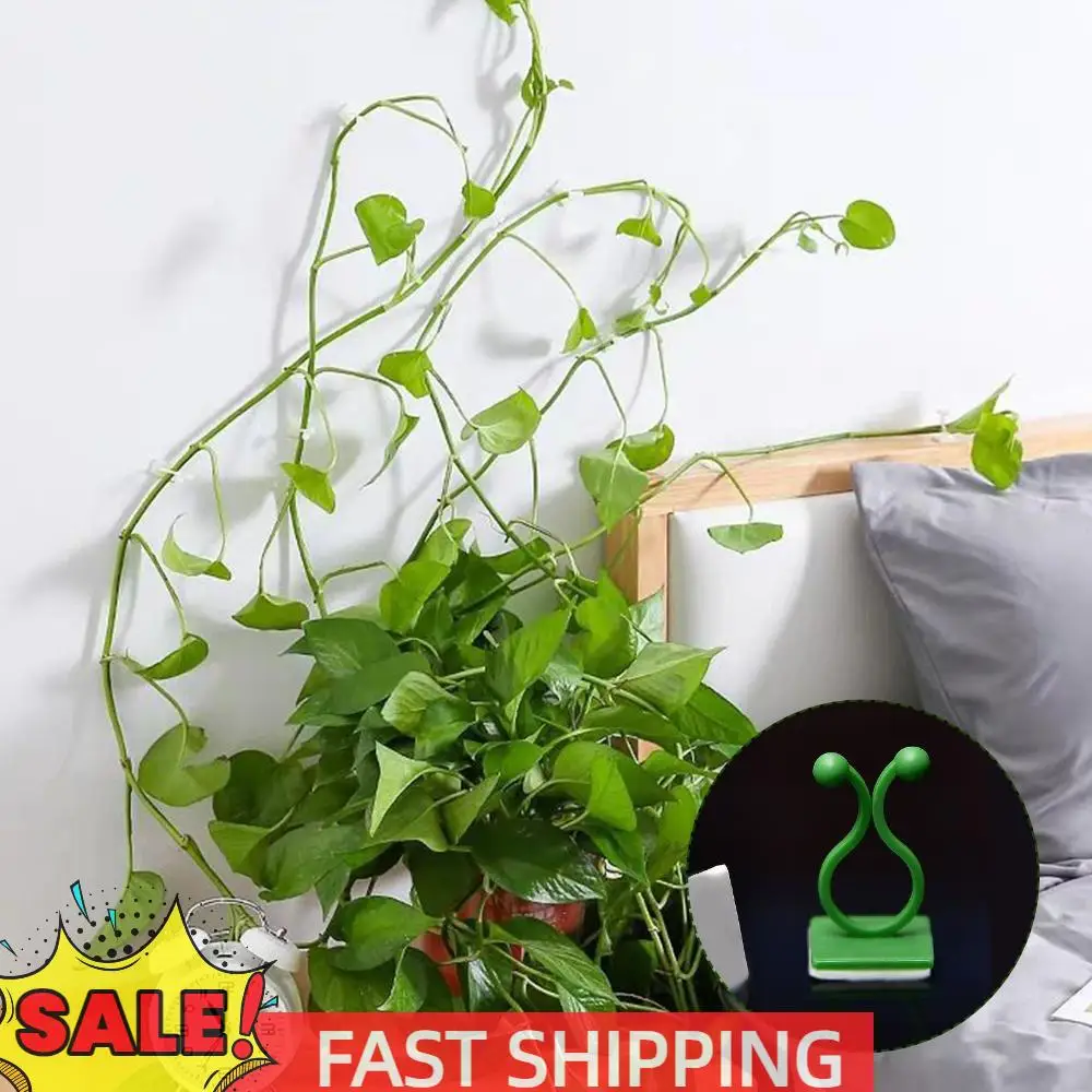 10Pcs Invisible Wall Vines Fixing Clips Plant Vine Traction Plant Clips Self-Adhesive Plant Wall Clips for Climbing Plants
10Pcs Invisible Wall Vines Fixing Clips Plant Vine Traction Plant Clips Self-Adhesive Plant Wall Clips for Climbing Plants