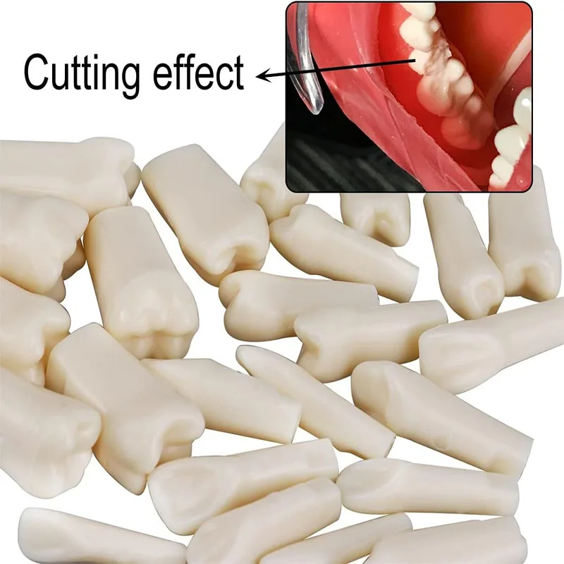 28/32 шт., зубы Typodont, съемные зубы, ввинчивающиеся смоляные зубы для студенческой практики, обучение, модели Typodont
28/32 шт., зубы Typodont, съемные зубы, ввинчивающиеся смоляные зубы для студенческой практики, обучение, модели Typodont