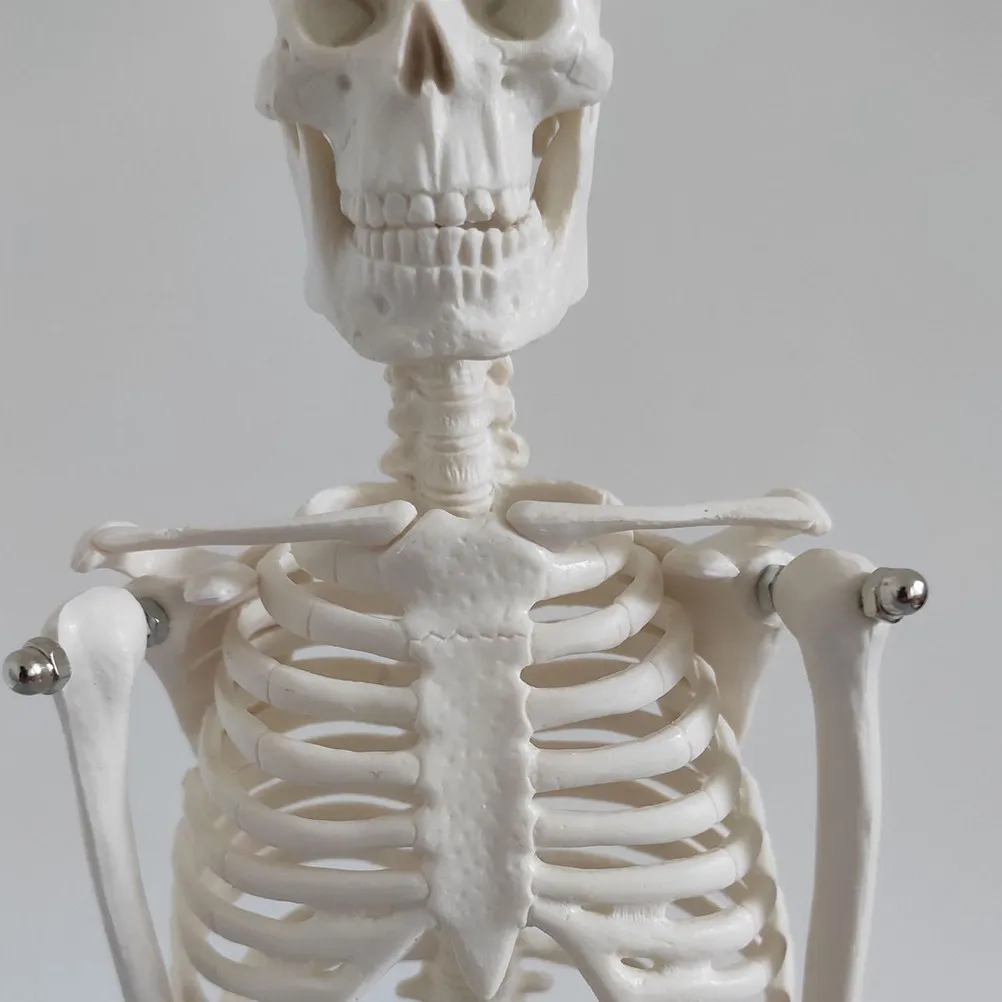Human PVC Anatomical Scientific for Teaching Educational Scientific Display Learning Tool
Human PVC Anatomical Scientific for Teaching Educational Scientific Display Learning Tool