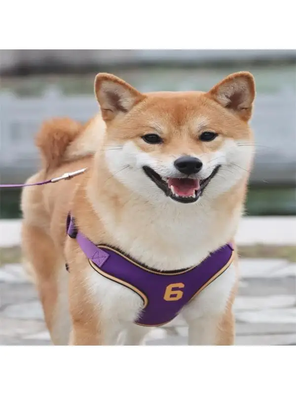 2026 New Dog Leash for Small And Medium Dogs Chest Back Dog Walking Rope Kyuji Shiba Inu Dog Chest Back Strap Pet Supplies
2026 New Dog Leash for Small And Medium Dogs Chest Back Dog Walking Rope Kyuji Shiba Inu Dog Chest Back Strap Pet Supplies