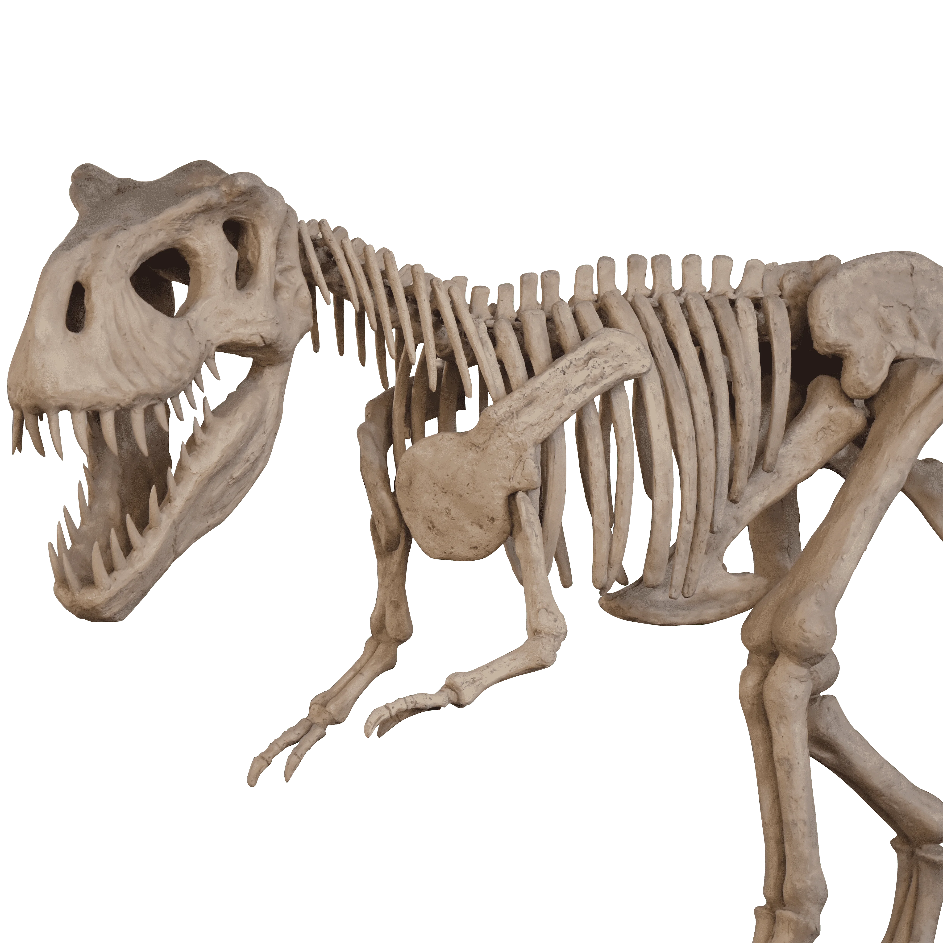 ATV&UTVNew Technology Customizable Torosaurus Dinosaur Bone for Lifelike Dinosaur Reproductions DINOSKY
ATV&UTVNew Technology Customizable Torosaurus Dinosaur Bone for Lifelike Dinosaur Reproductions DINOSKY