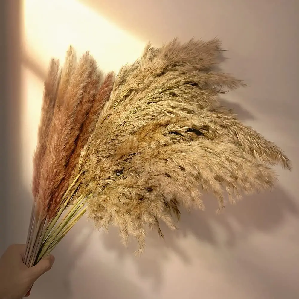 Natural Dried Pampas Grass Decor Boho Home Room Phragmites Dried Flowers Bouquet For Wedding Arrangement Birthday Decoration
Natural Dried Pampas Grass Decor Boho Home Room Phragmites Dried Flowers Bouquet For Wedding Arrangement Birthday Decoration