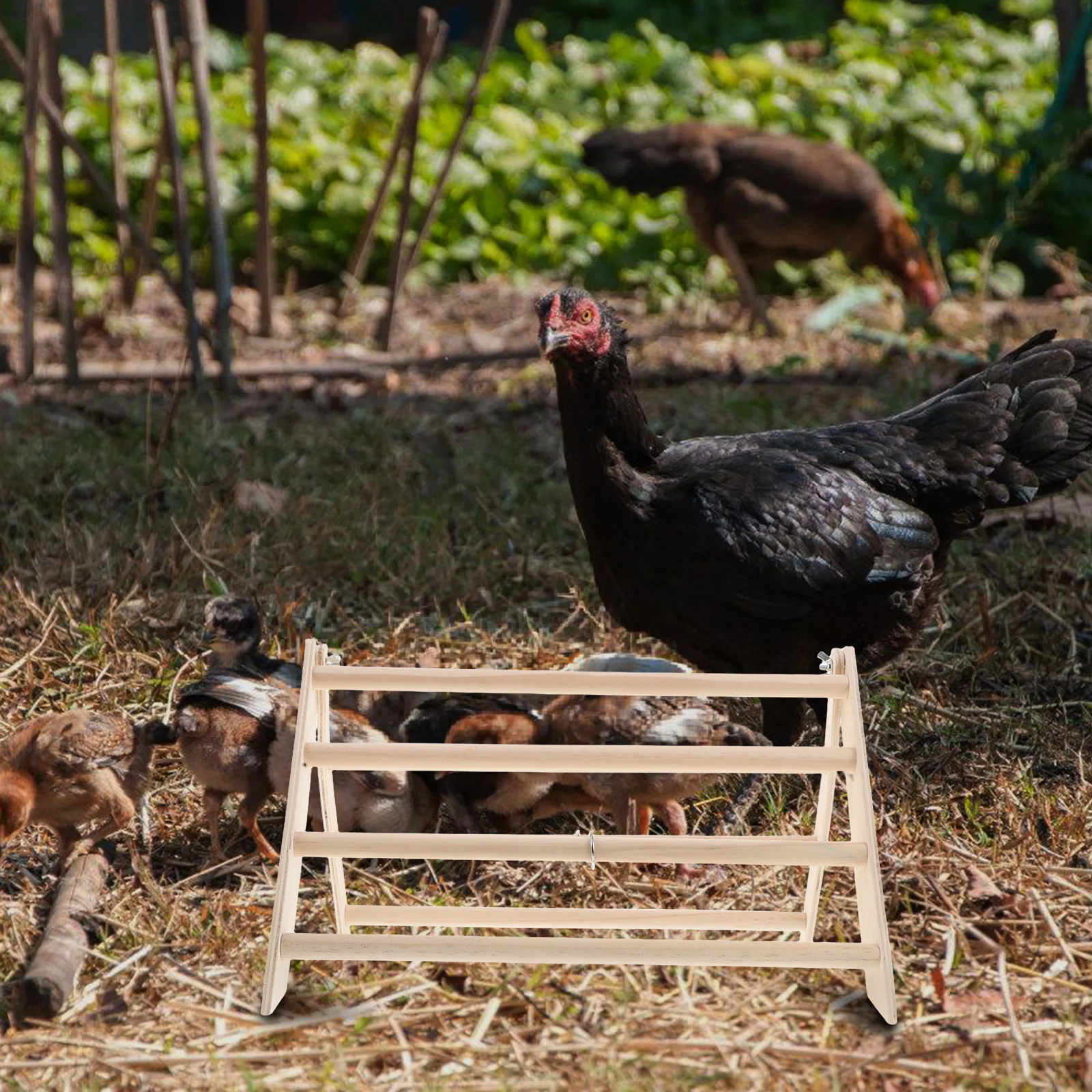 Poultry Perch Rack Durable Wood Chicken Coop Accessories Comfortable Detachable Stable Wooden Stand Baby Chick Supplies
Poultry Perch Rack Durable Wood Chicken Coop Accessories Comfortable Detachable Stable Wooden Stand Baby Chick Supplies