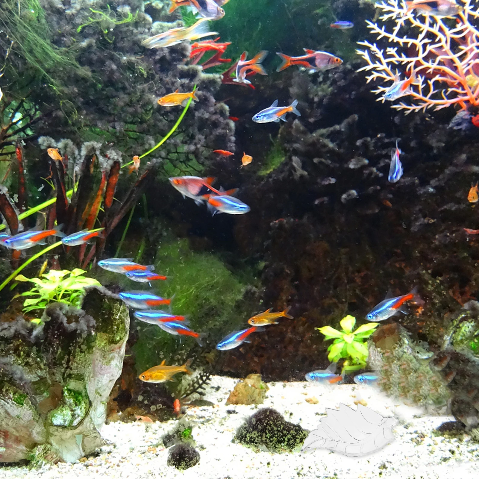 Aquarium Feeder Dish Shrimp Food Basin Fish Tank Bowl Decorate Feeding Transparent
Aquarium Feeder Dish Shrimp Food Basin Fish Tank Bowl Decorate Feeding Transparent